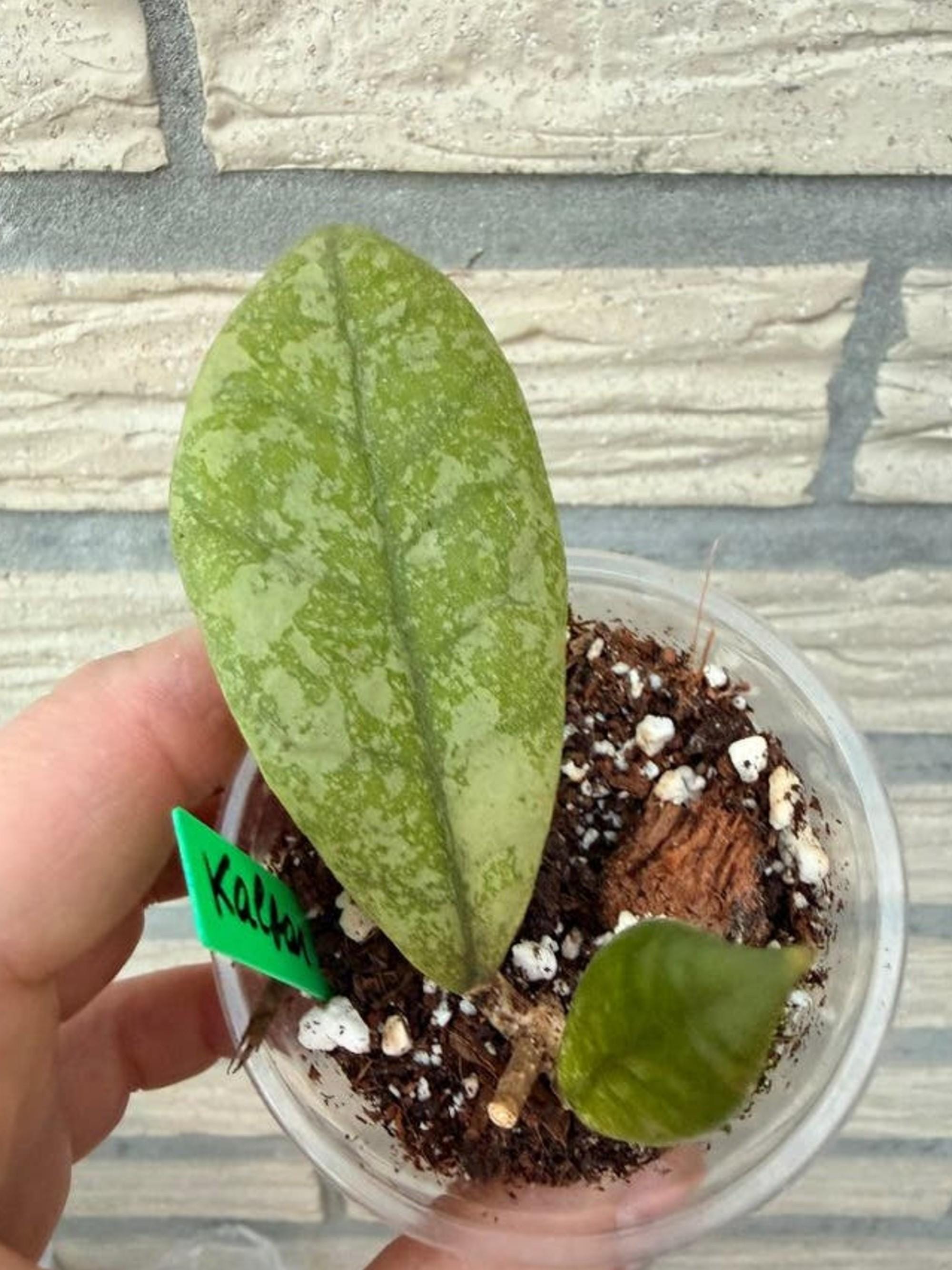 Hoya Kalbar Silver cutting