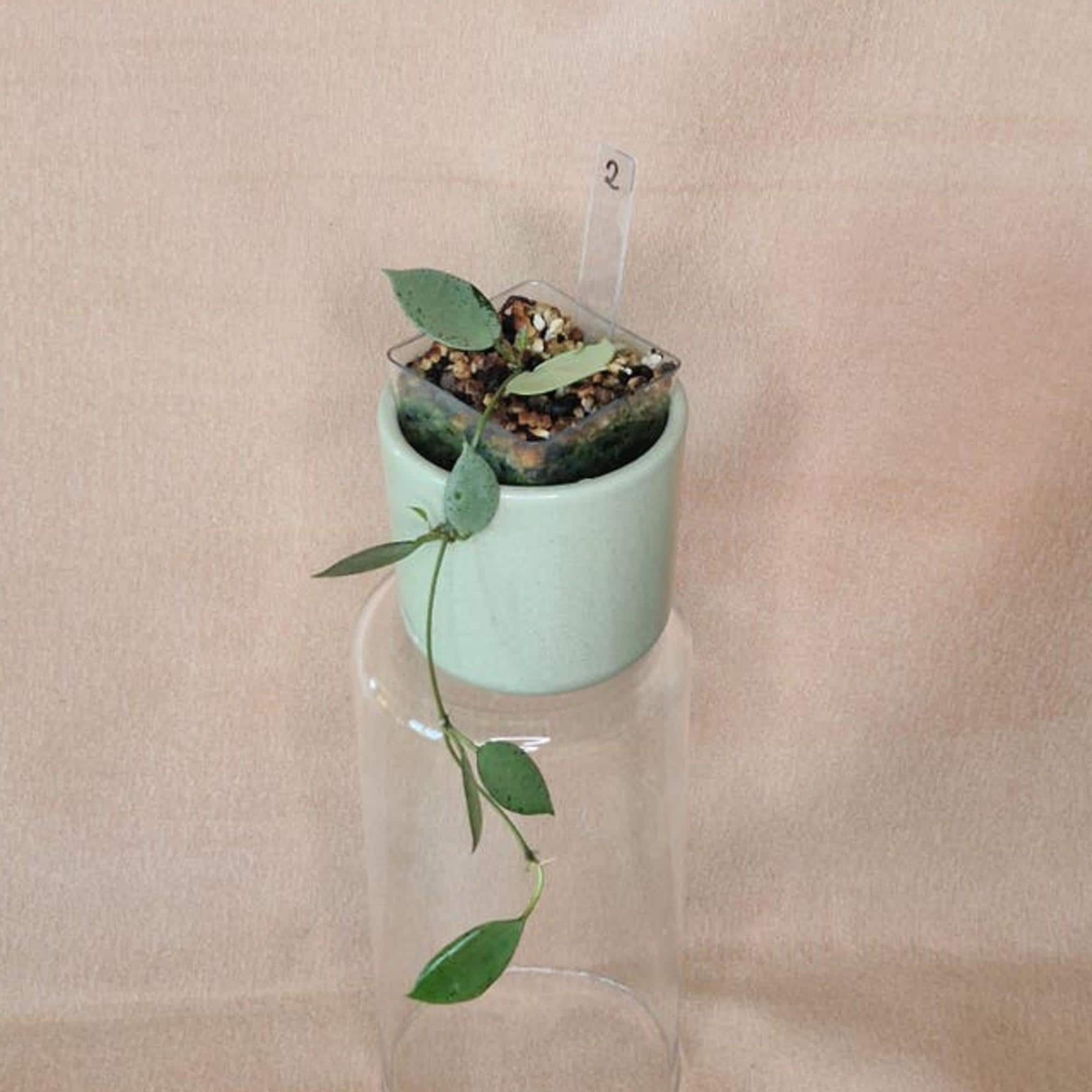 Hoya Lacunosa Mint Coin cutting