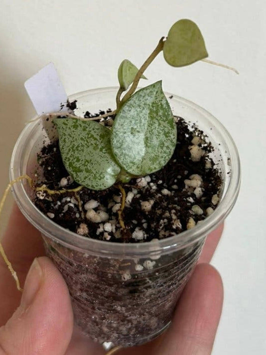 Hoya Lacunosa White Pearl cutting