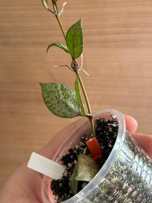 Hoya Lacunosa Silvery Grape cutting