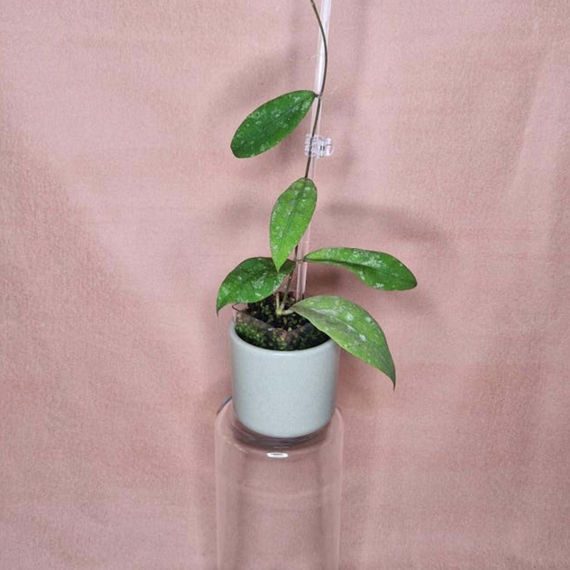 Hoya Lambii Splash cutting