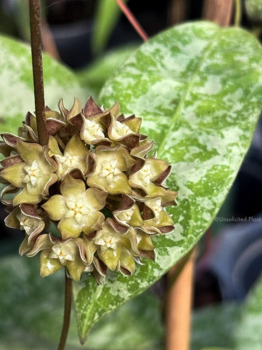 Hoya Lambii Splash cutting