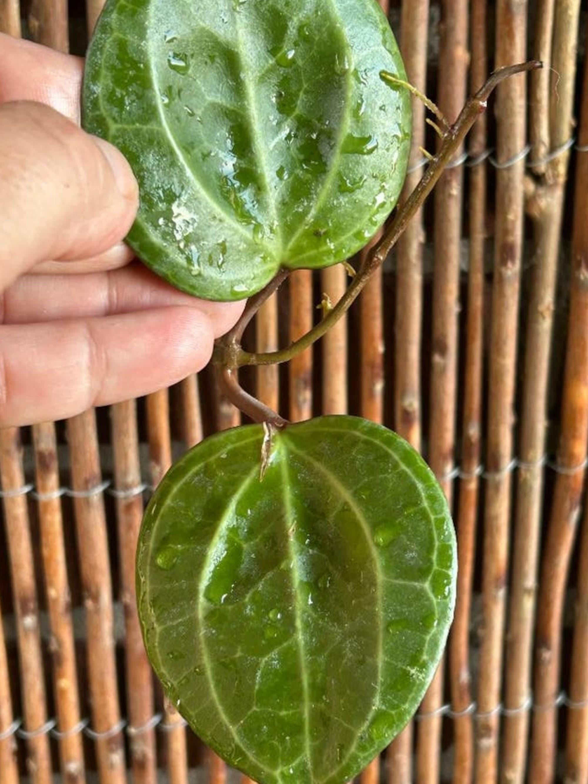 Hoya Latifolia Sarawak Cream Flower cutting