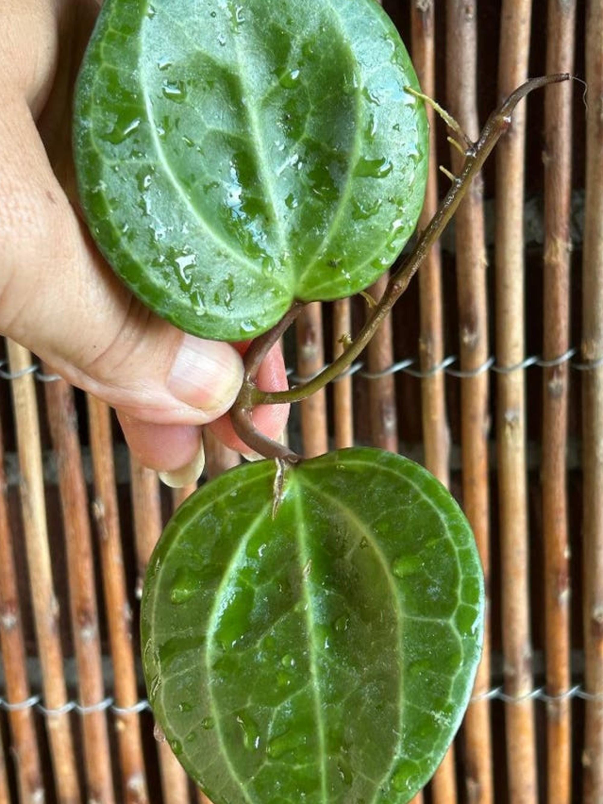 Hoya Latifolia Sarawak Cream Flower cutting
