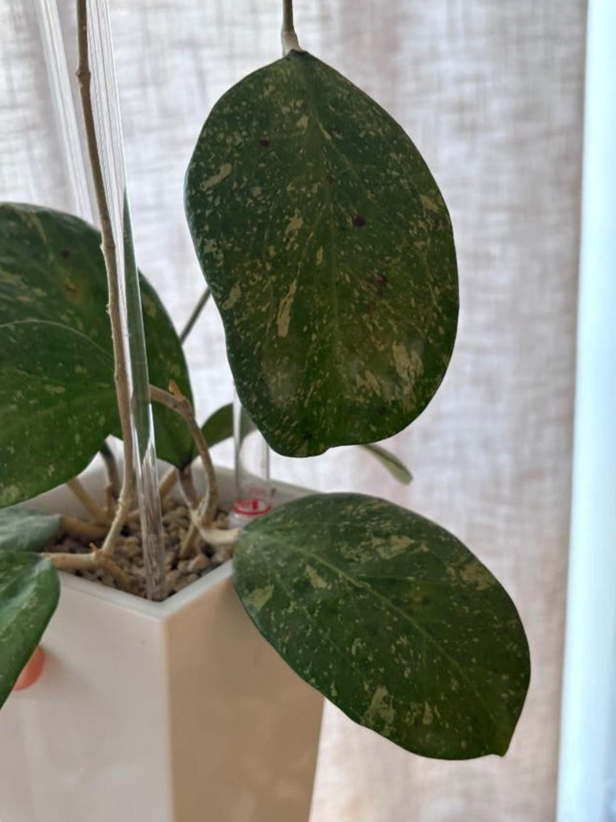 Hoya Michelle cutting