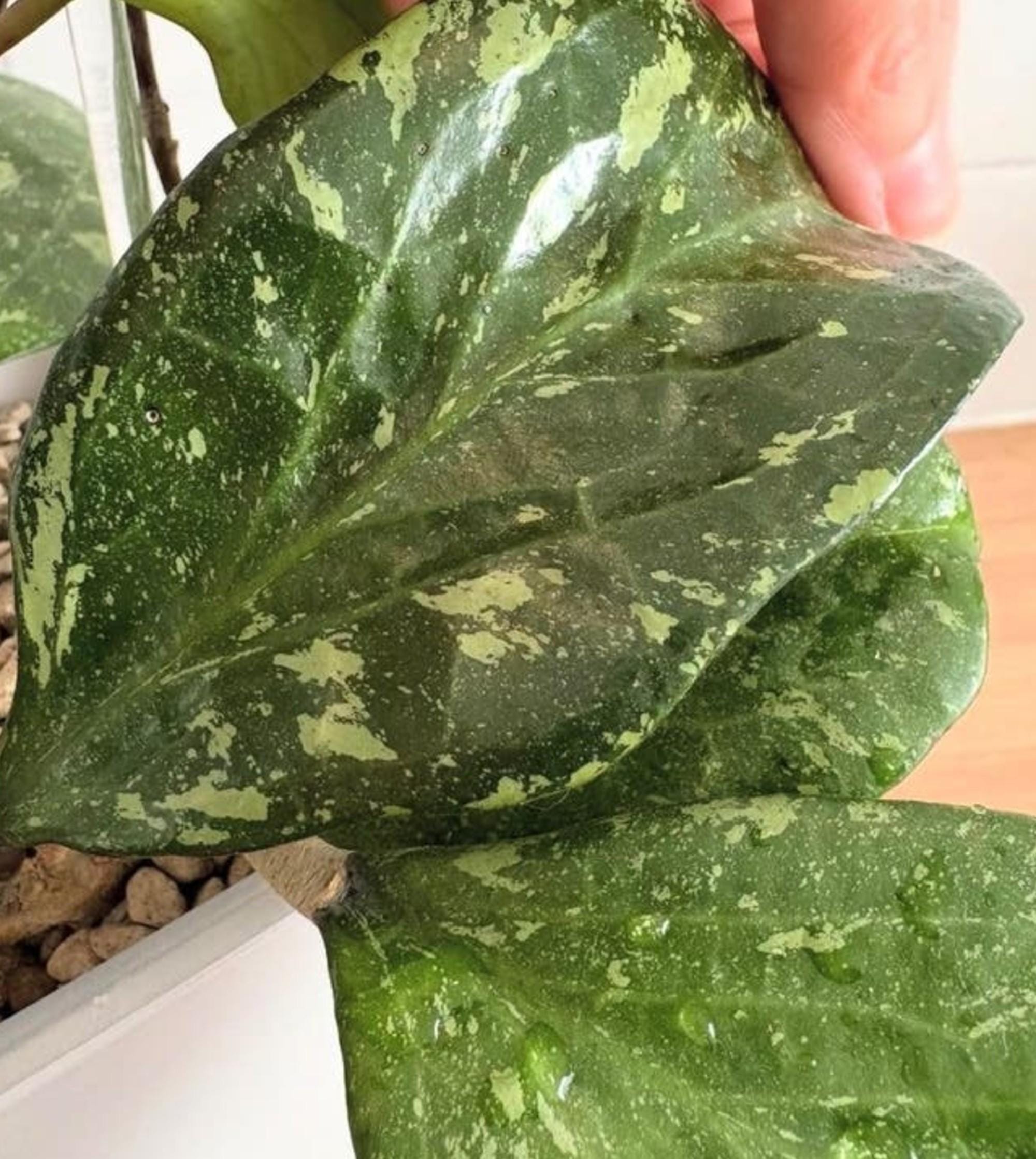 Hoya Michelle cutting