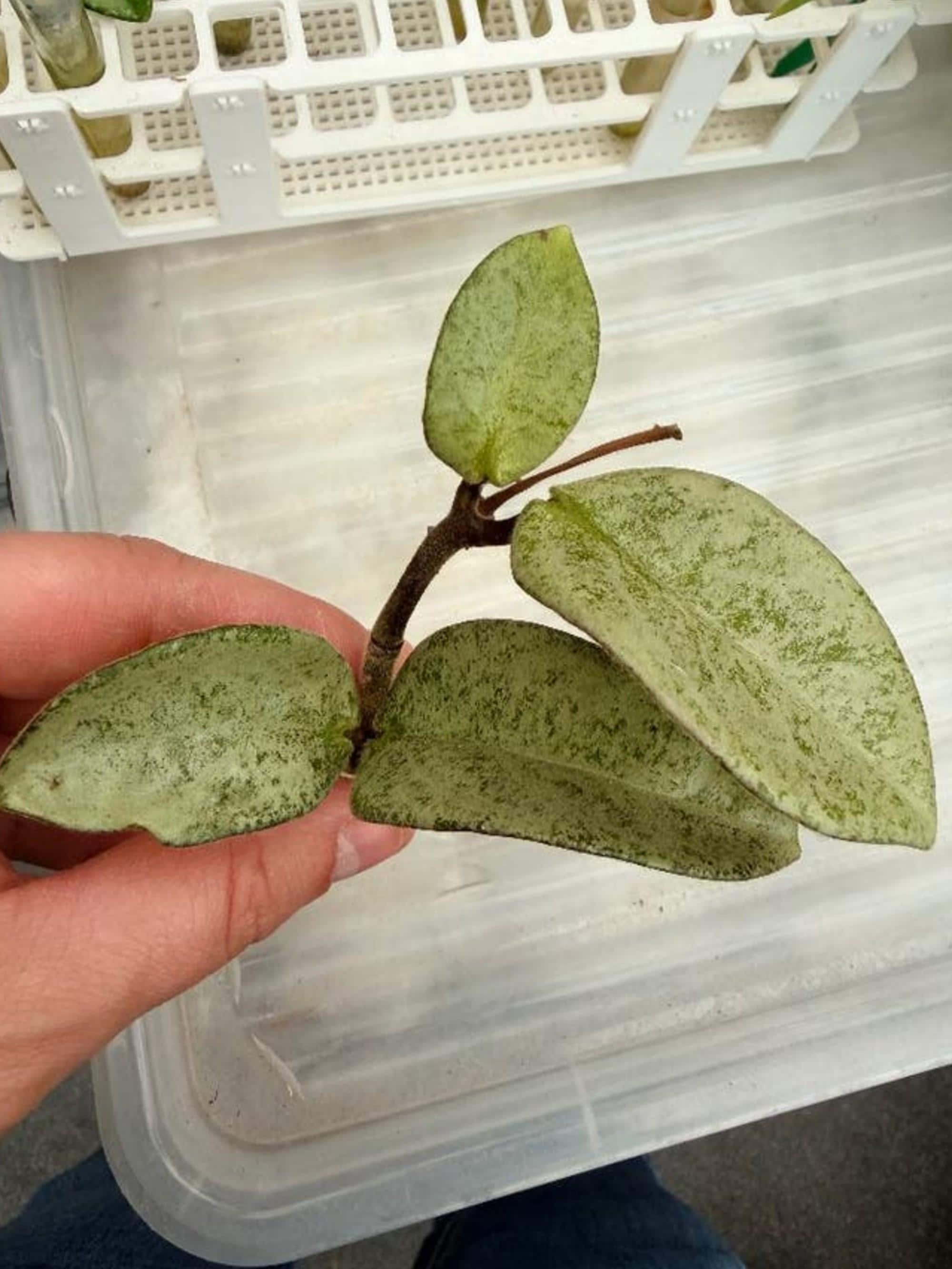 Hoya Nova Ghost cutting