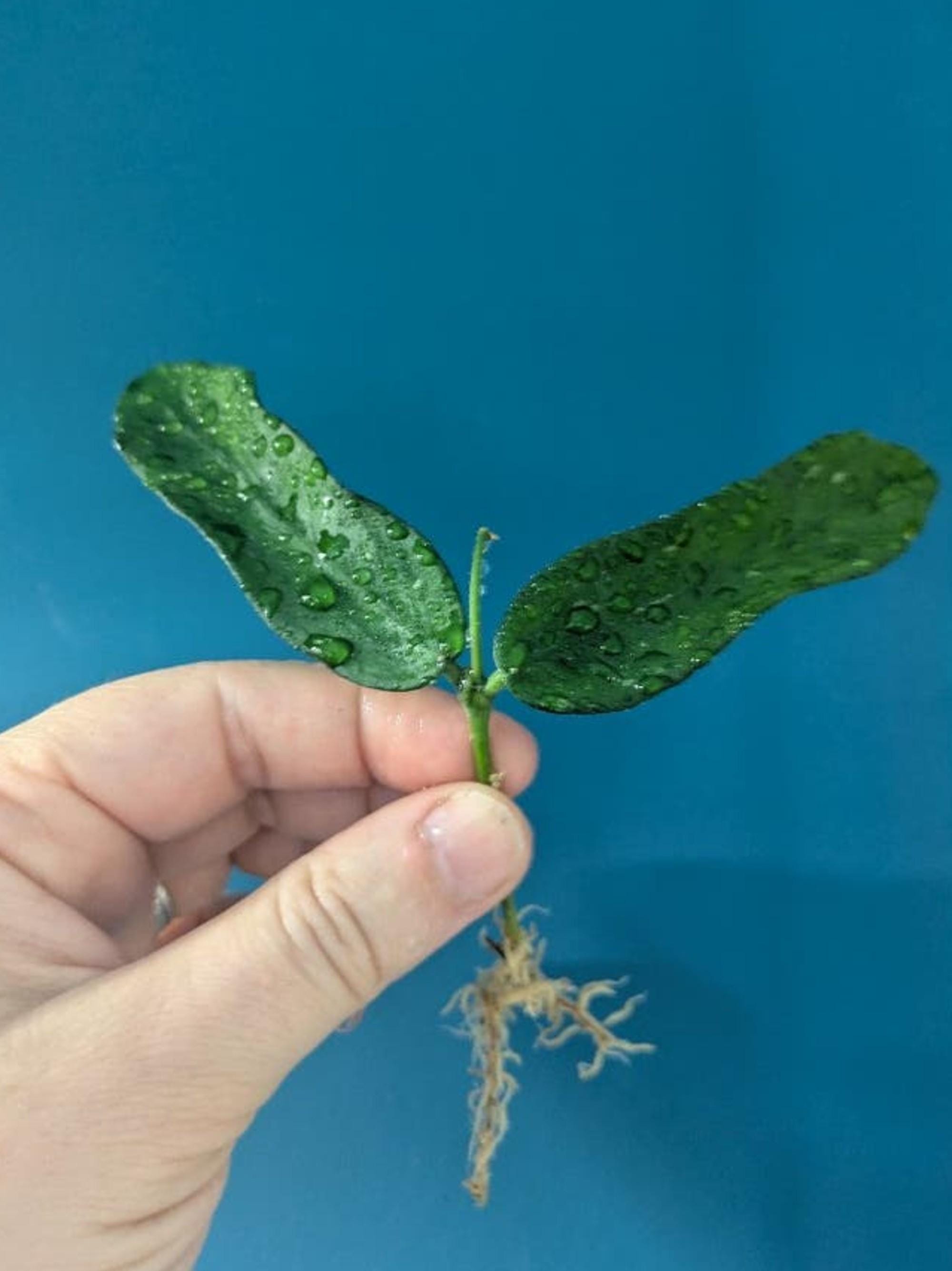 Hoya Pandurata Splash cutting