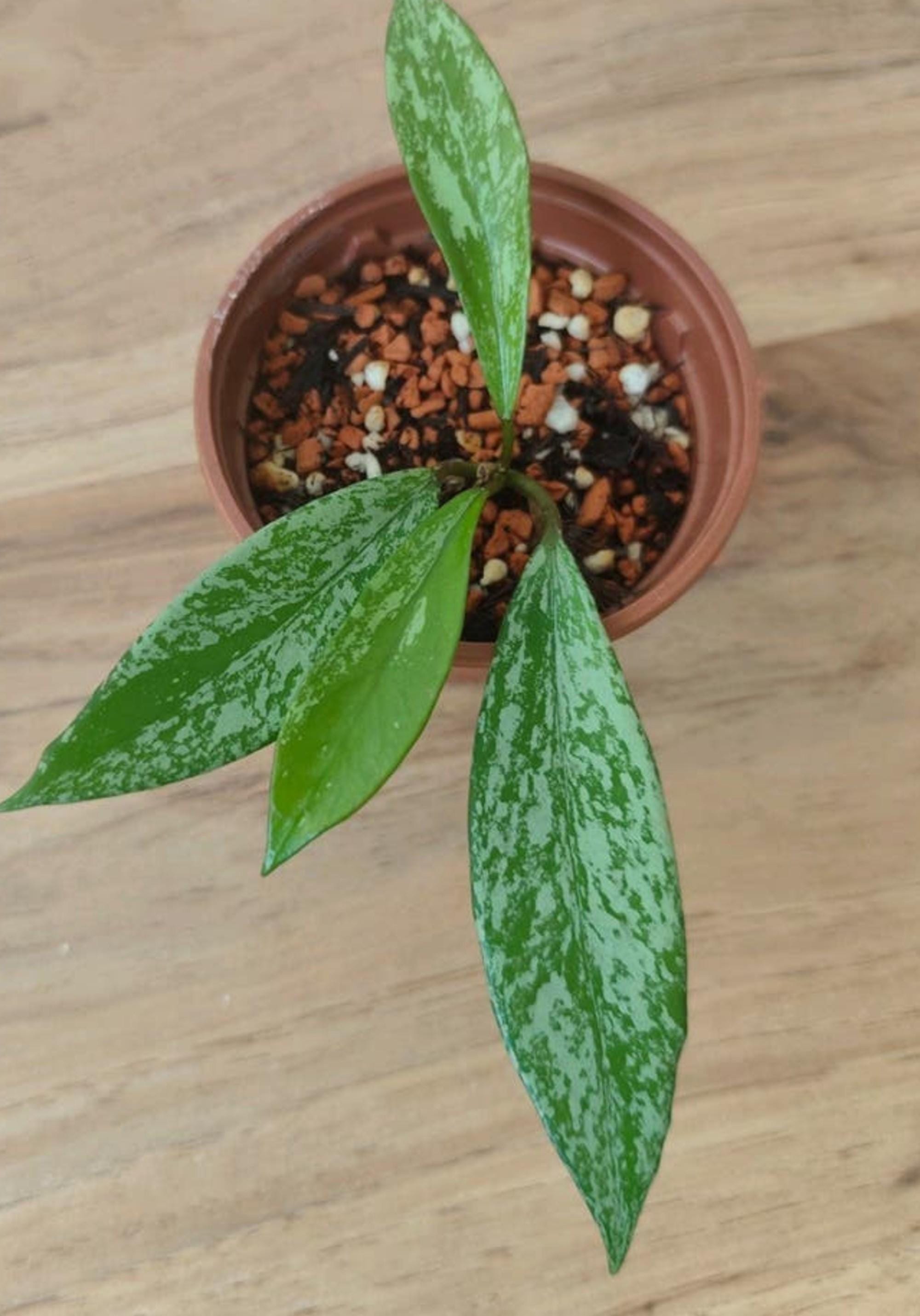 Hoya Pubicalyx Pink Silver Cutting – rare plant for sale