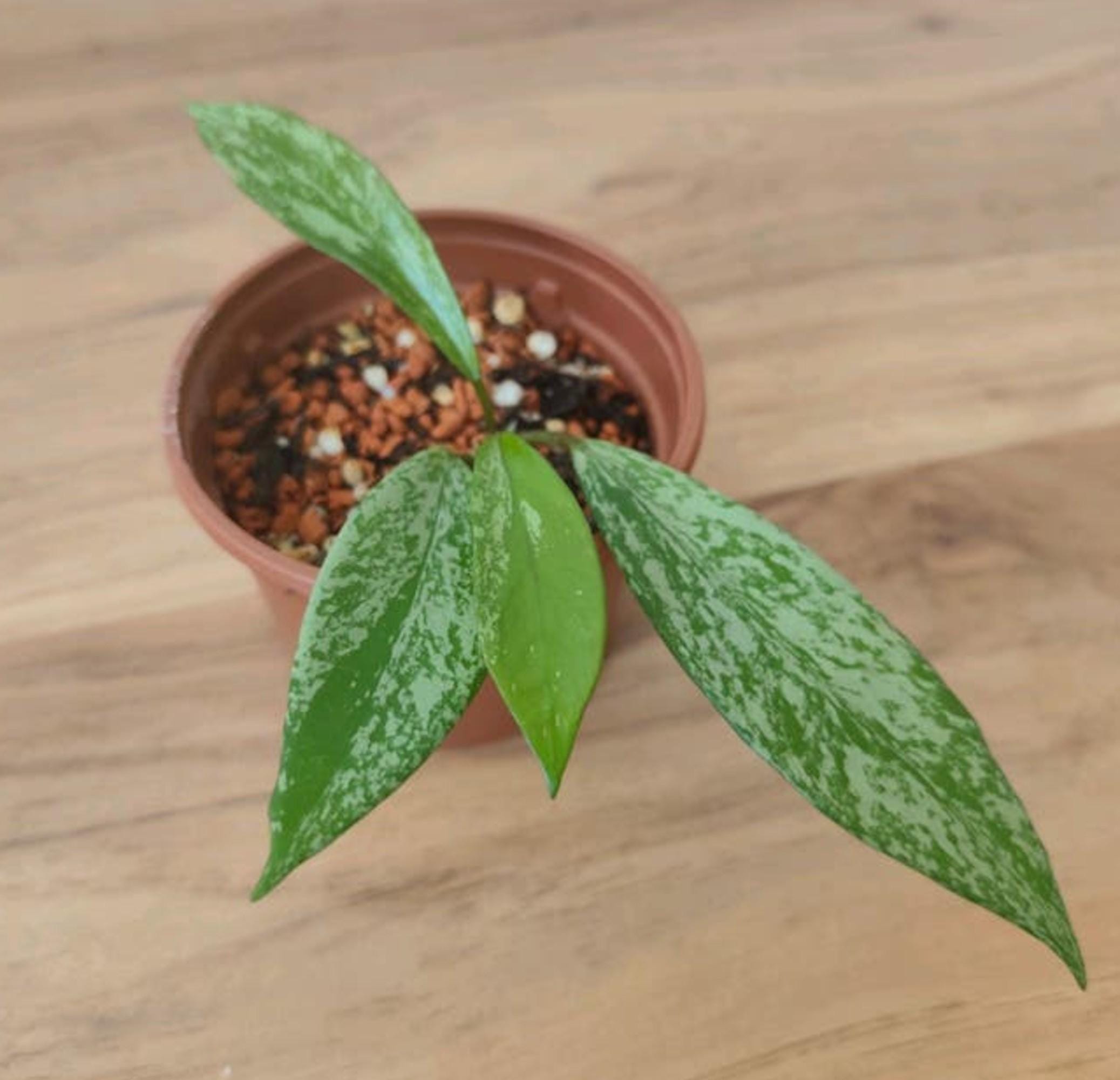 Hoya Pubicalyx Pink Silver Cutting – photo 2