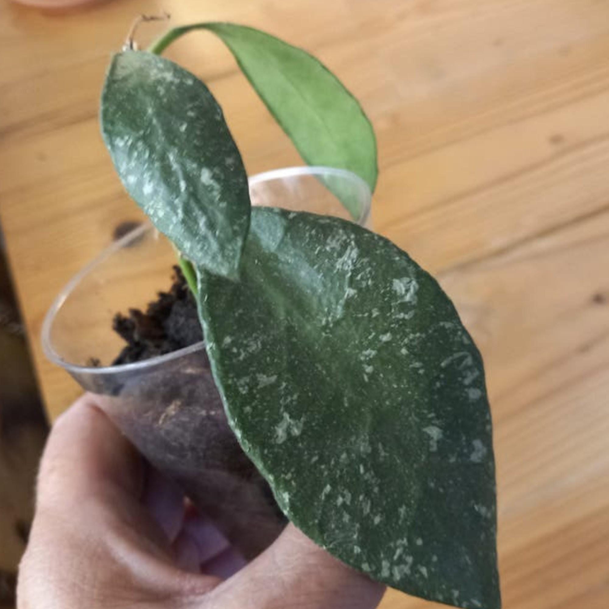 Hoya Rundumensis Splash cutting