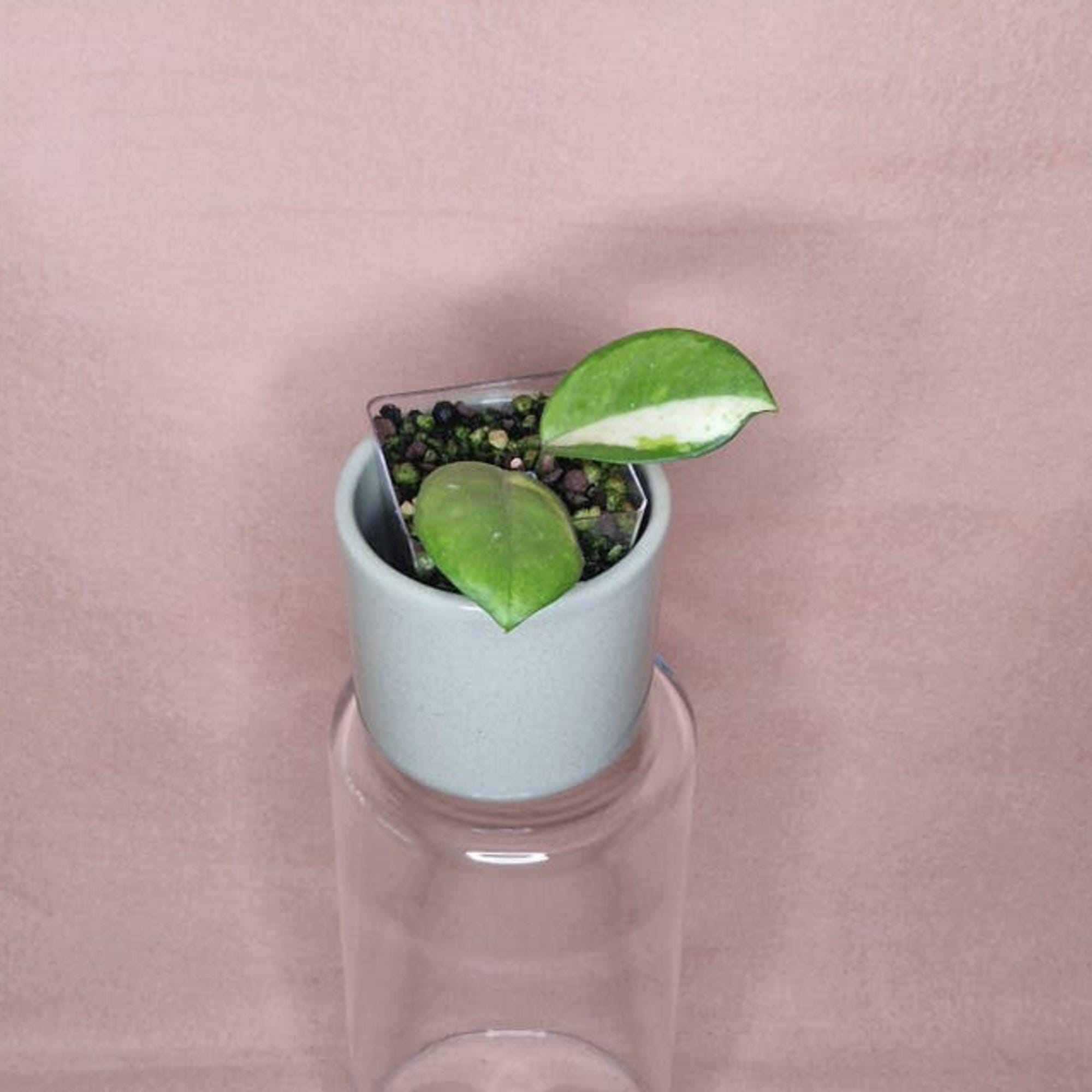 Hoya Carnosa Madara Green Edge cutting