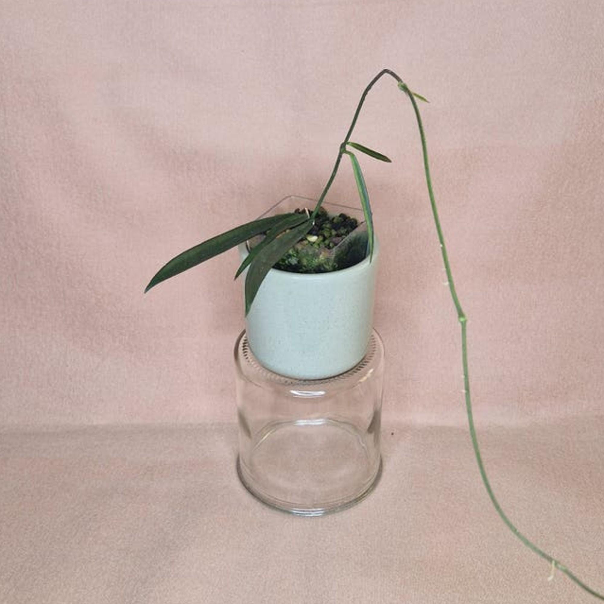 Hoya Shepherdii cutting