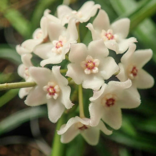 Hoya Shepherdii cutting