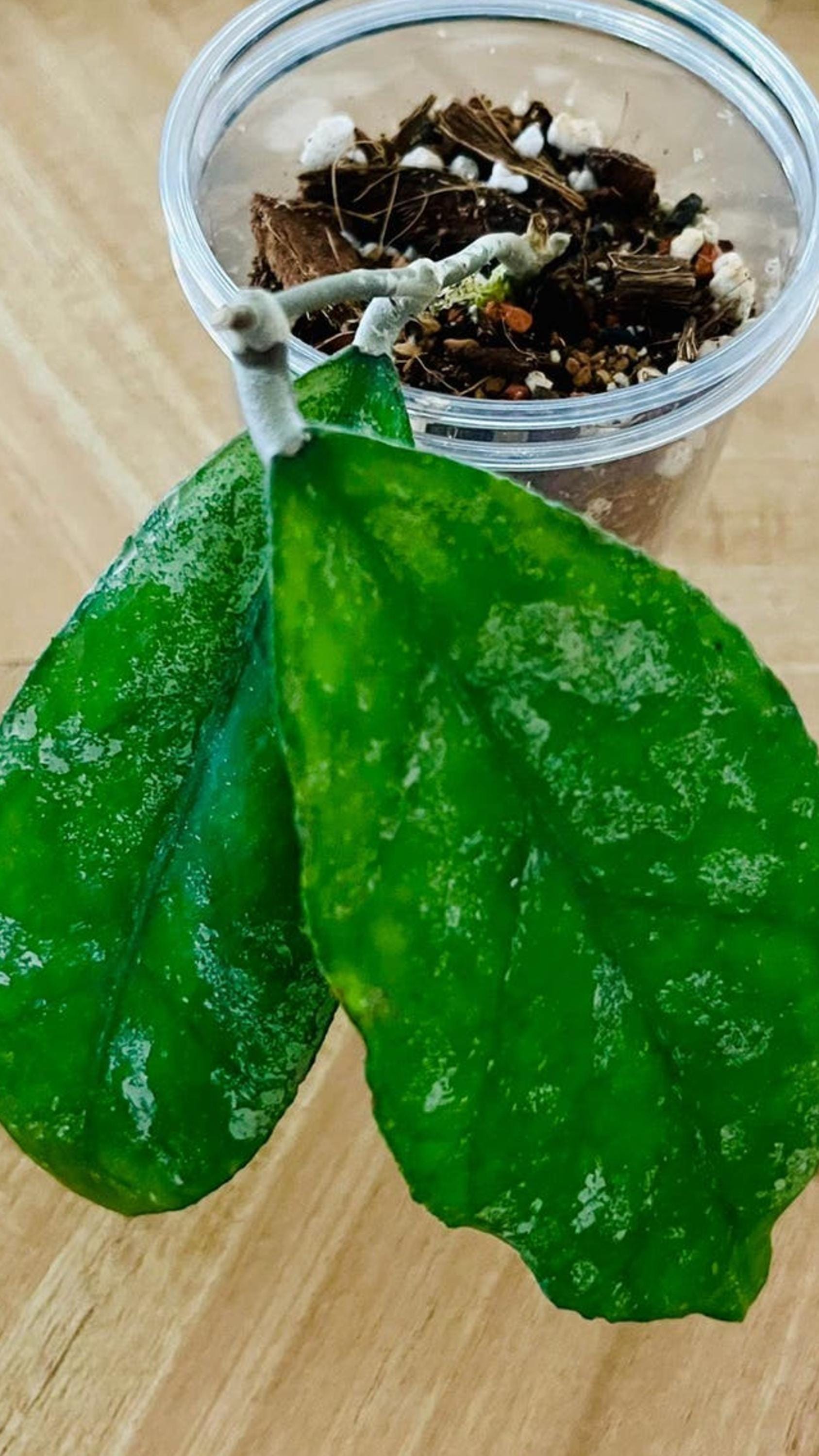 Hoya sp. Bahoi cutting