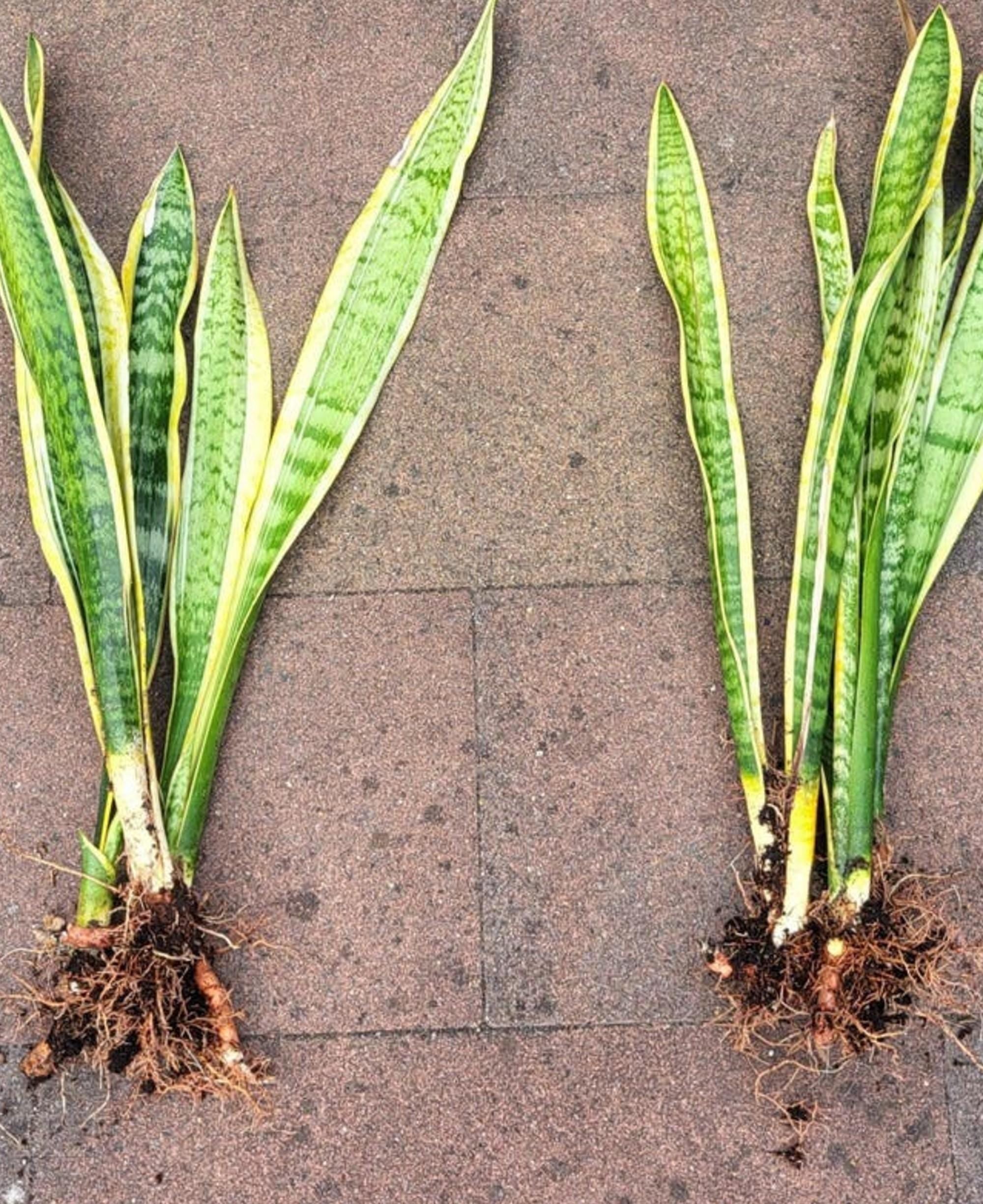 Sansevieria Laurentii leaf cutting