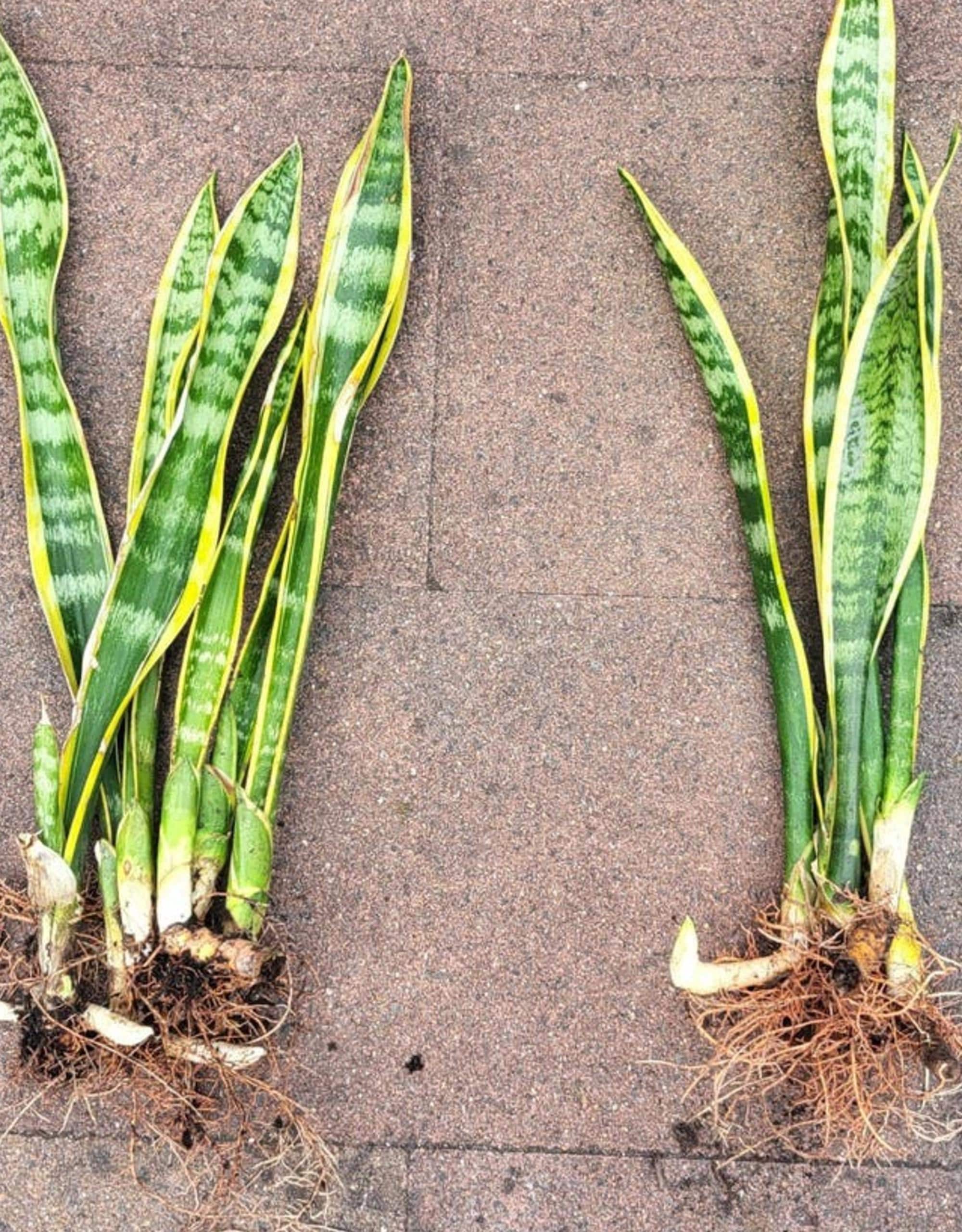 Sansevieria Laurentii leaf cutting