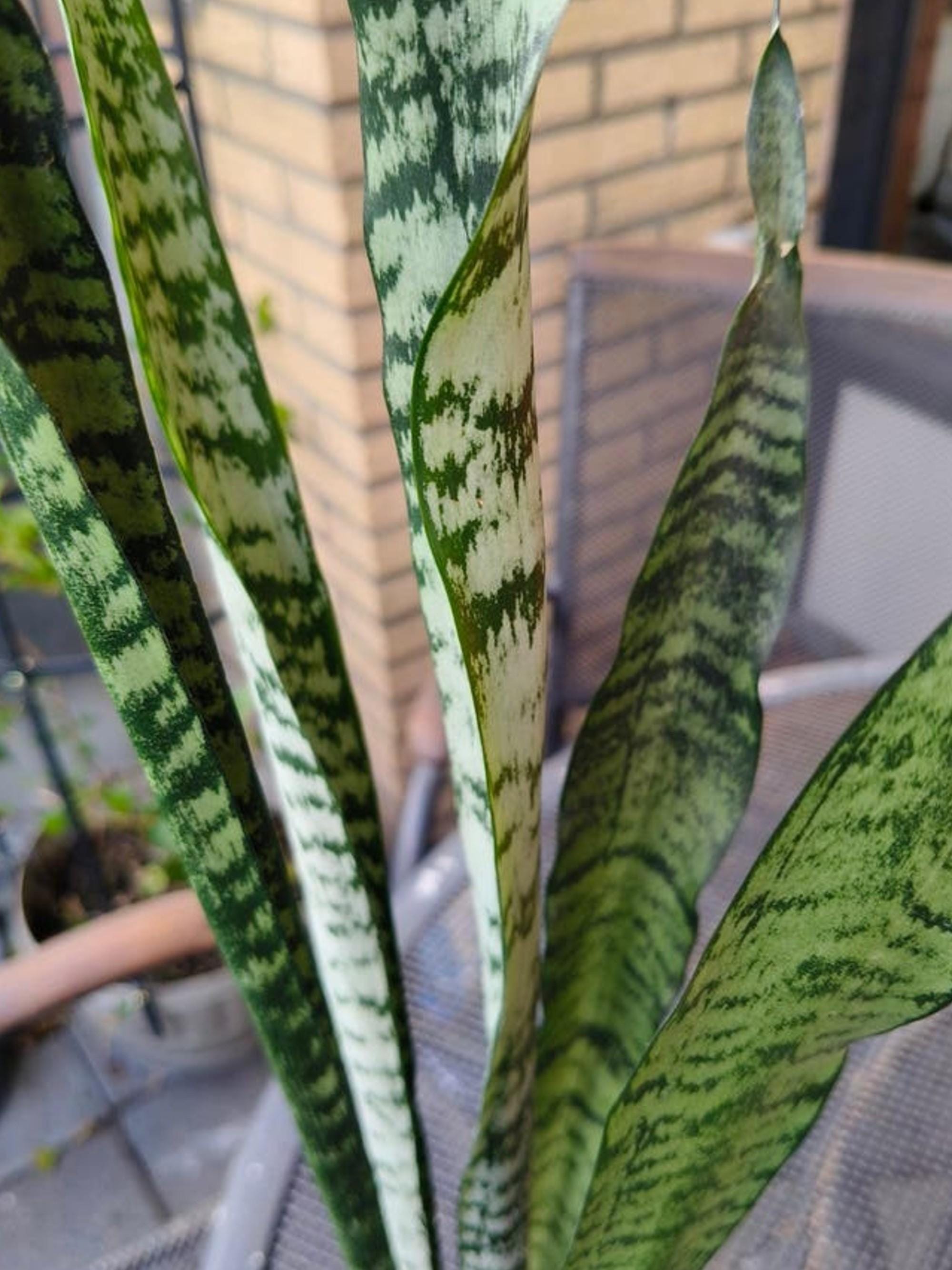 Sansevieria Zeylanica leaf cutting