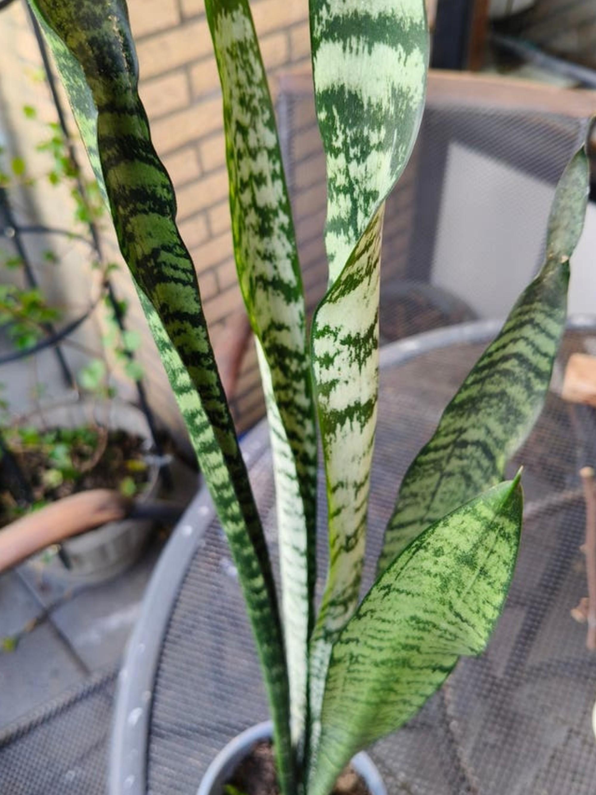 Sansevieria Zeylanica leaf cutting