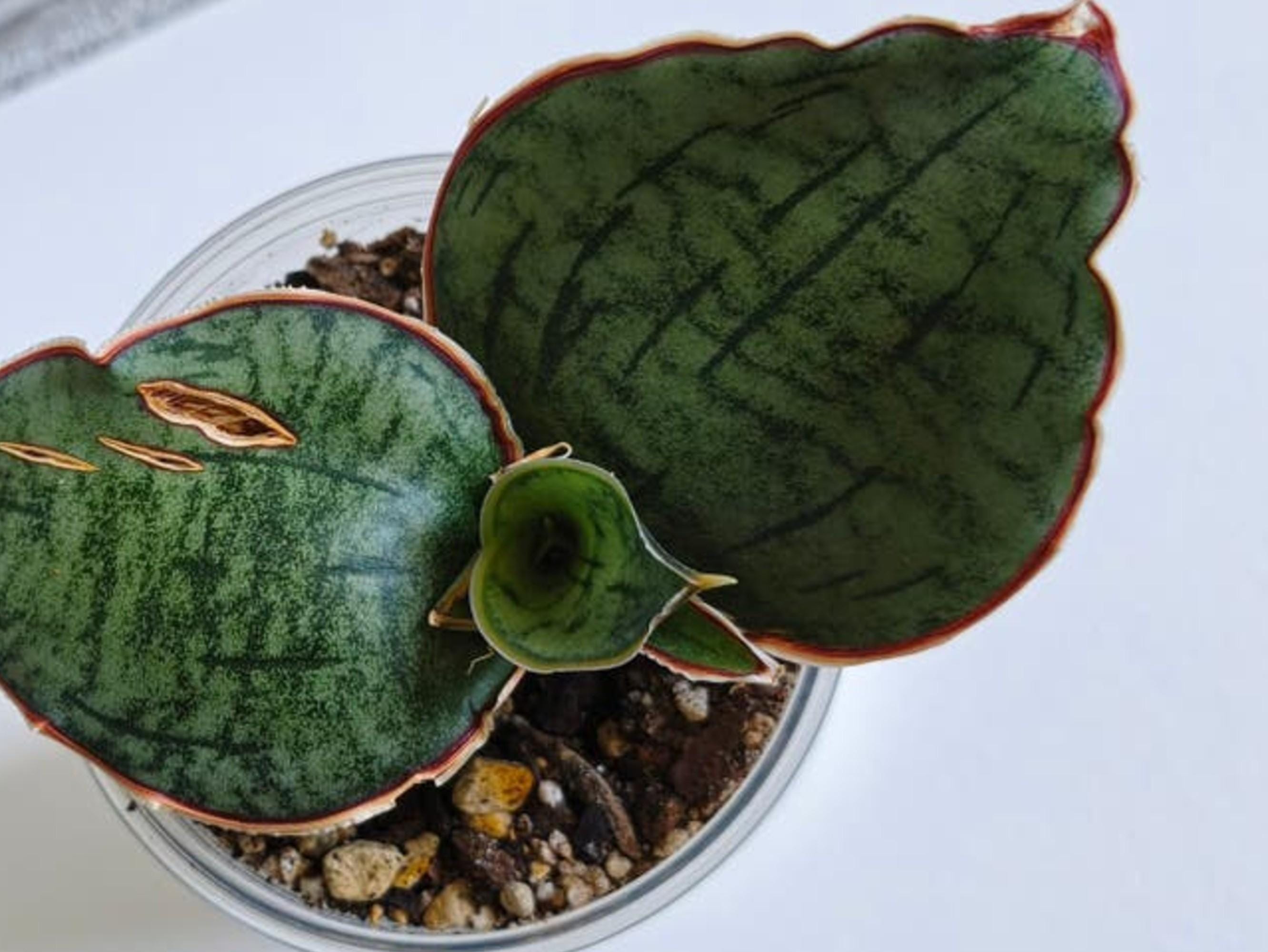 Sansevieria Kirkii Silver Blue leaf cutting