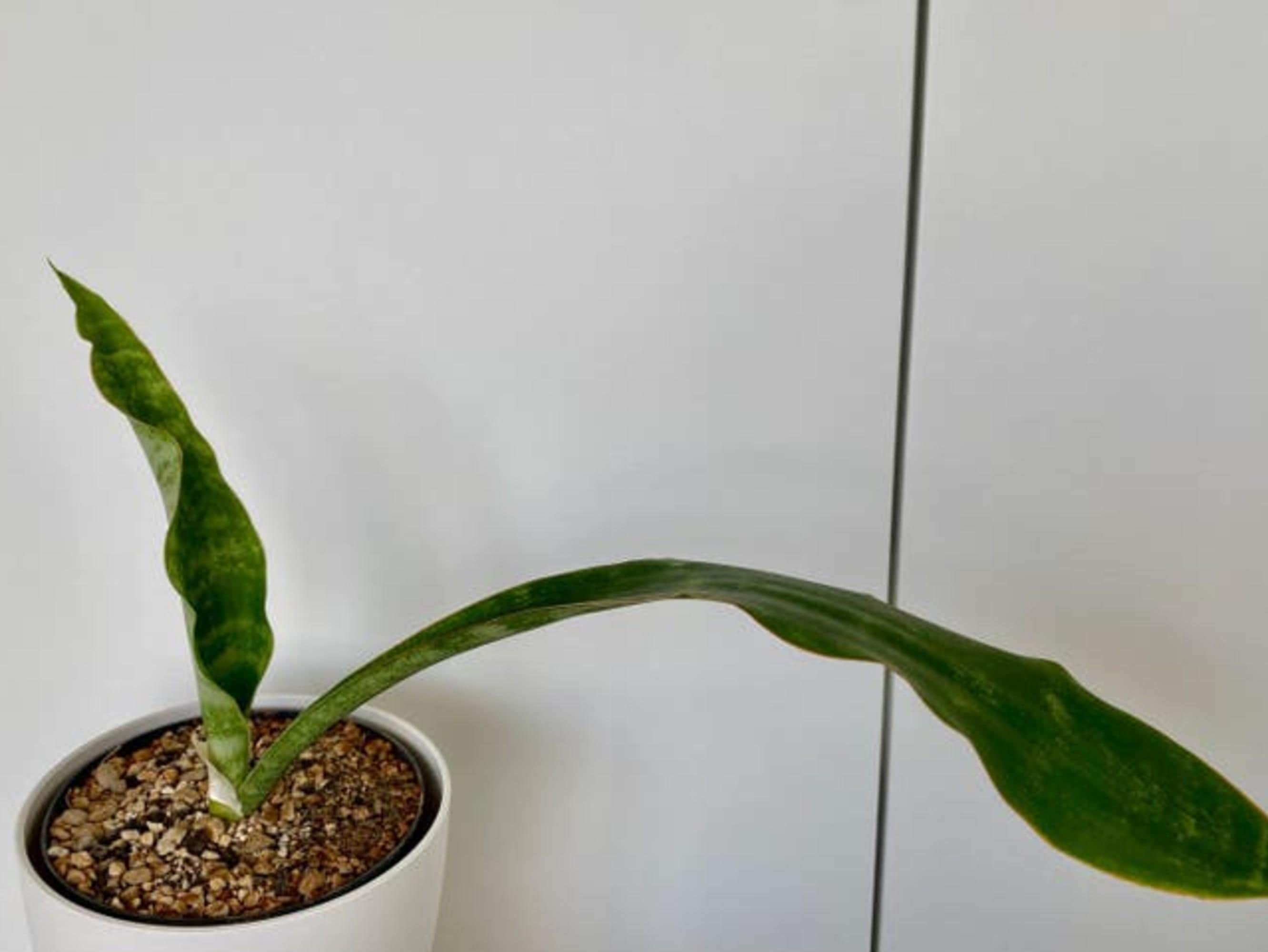 Sansevieria Metallica leaf cutting