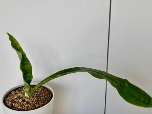 Sansevieria Metallica leaf cutting