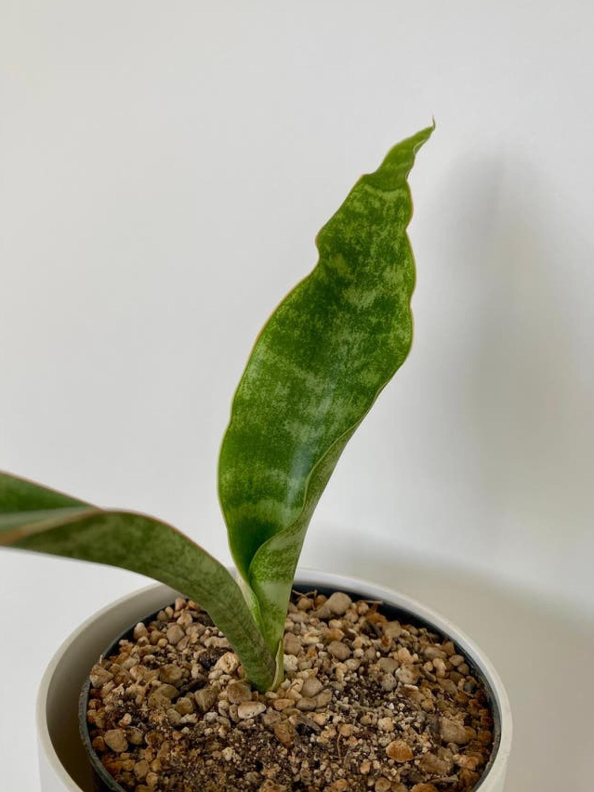 Sansevieria Metallica leaf cutting