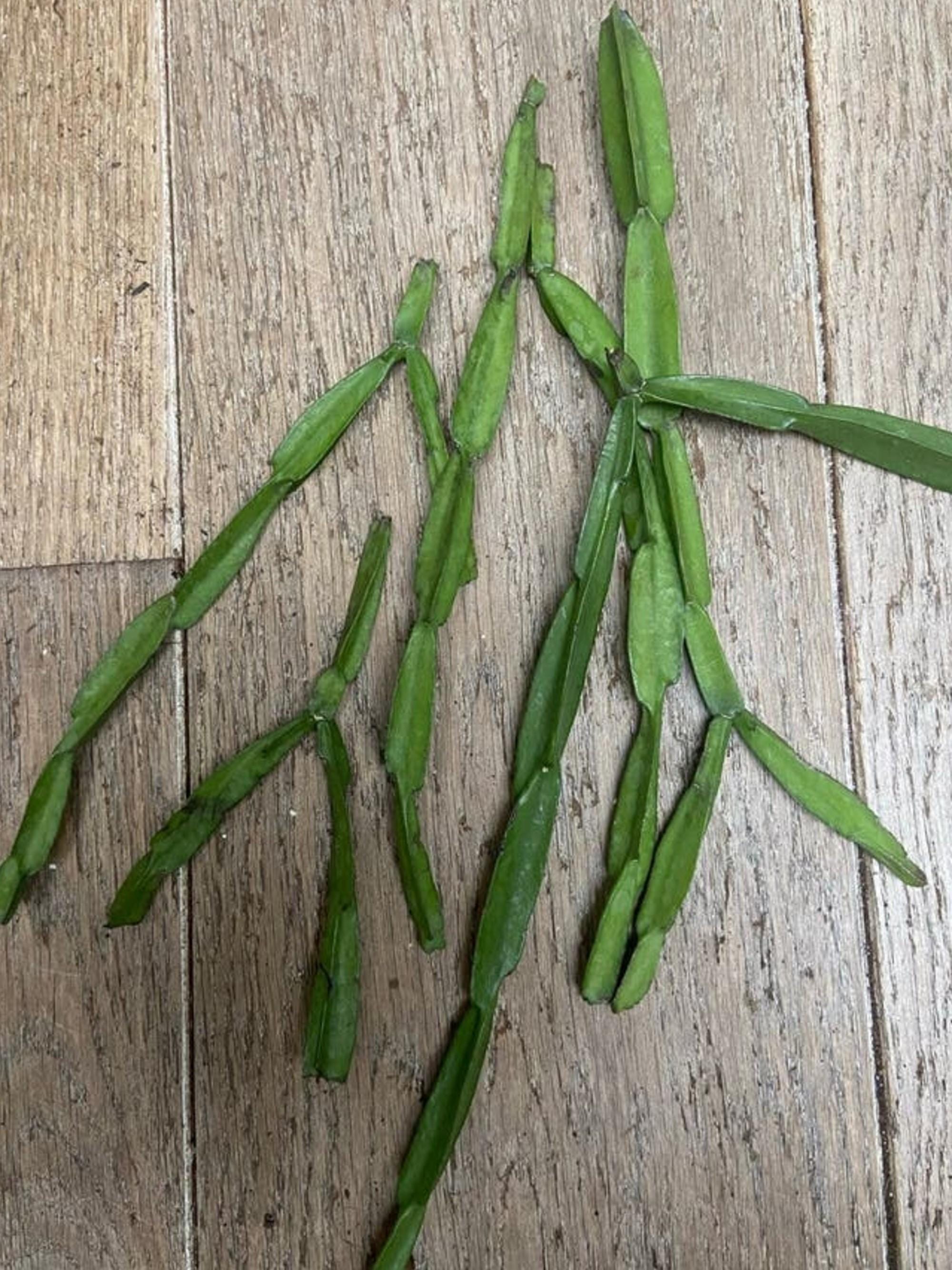 Rhipsalis Paradoxa cutting