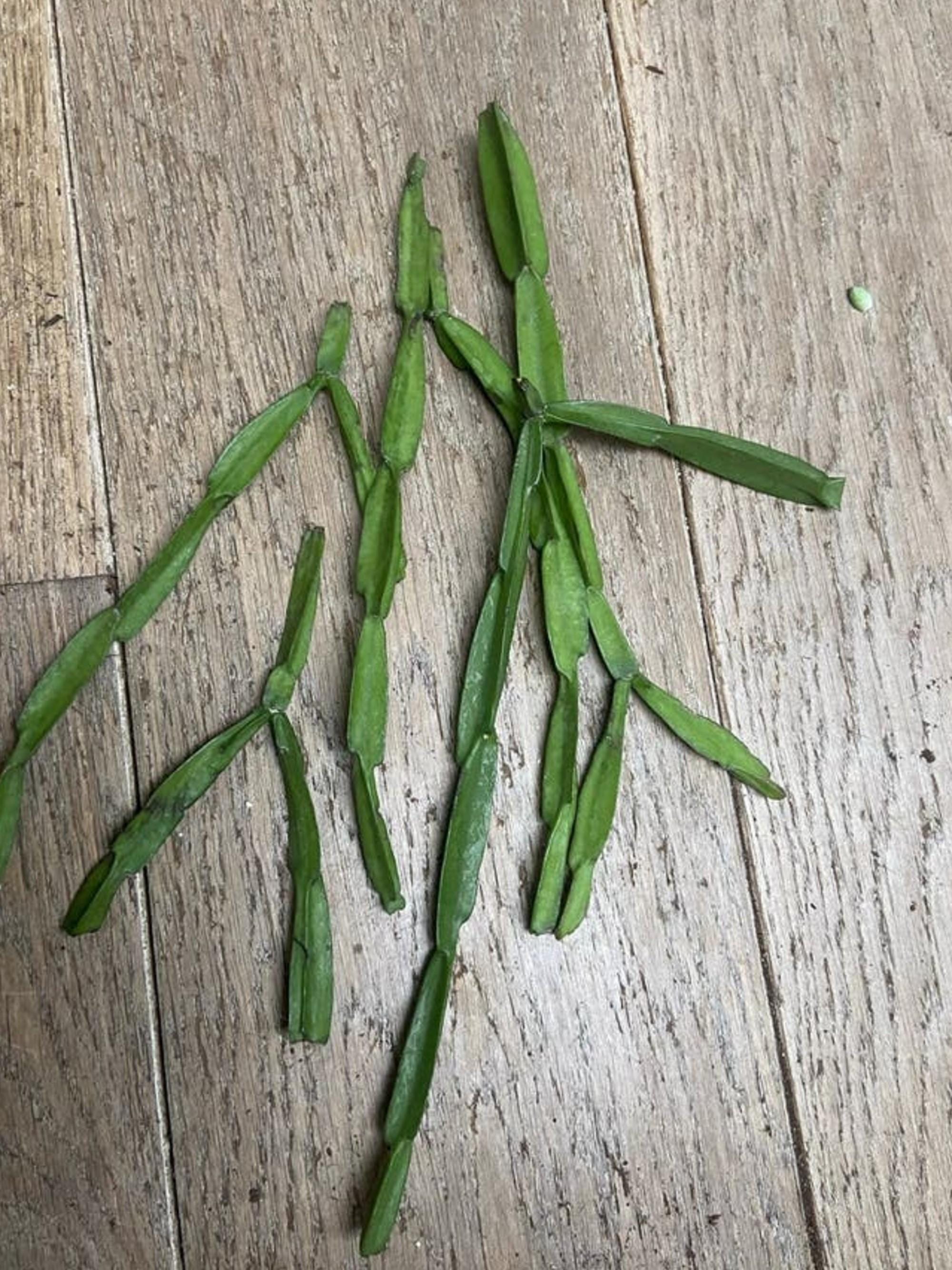 Rhipsalis Paradoxa cutting