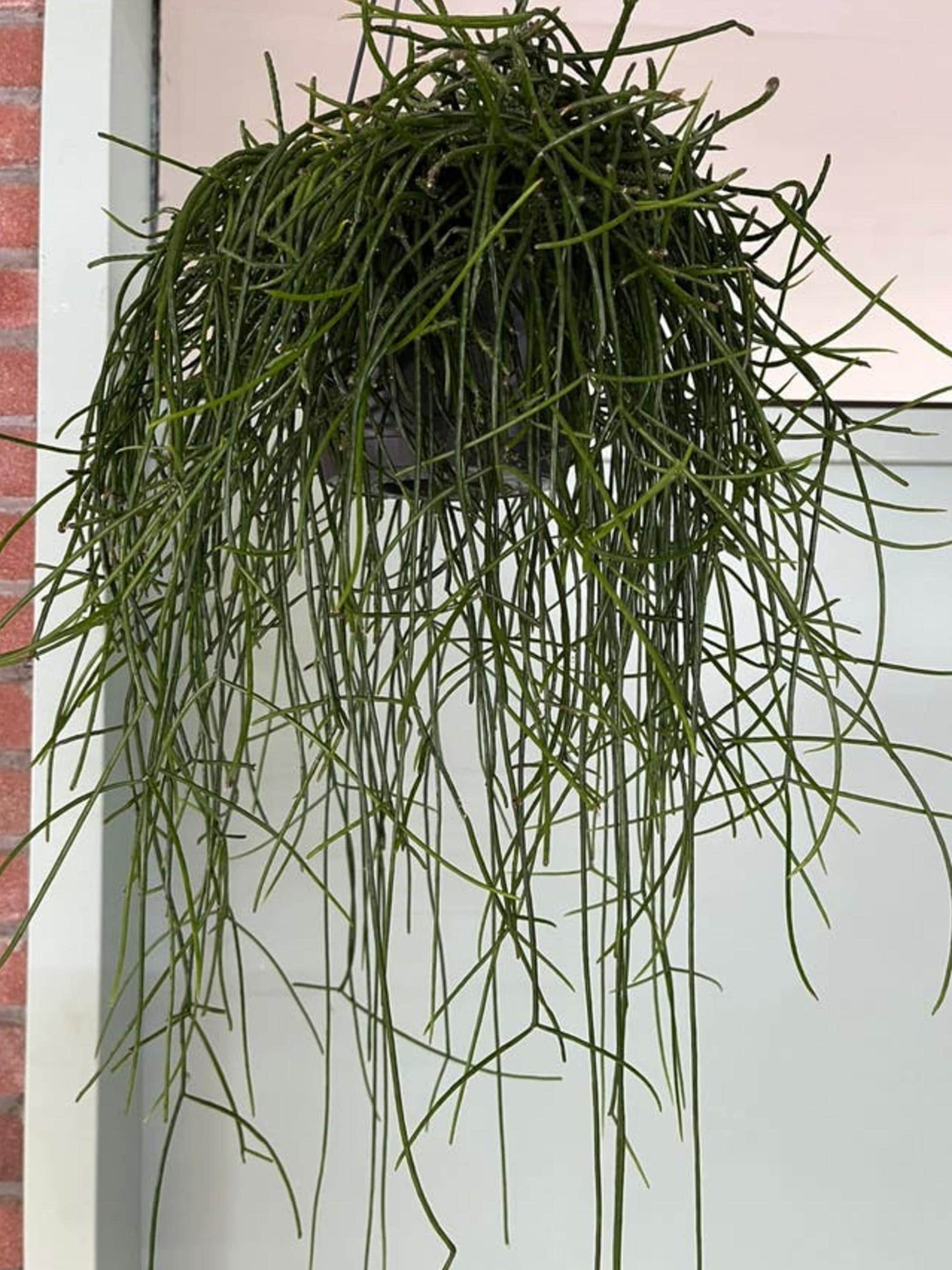 Rhipsalis Floccosa cutting