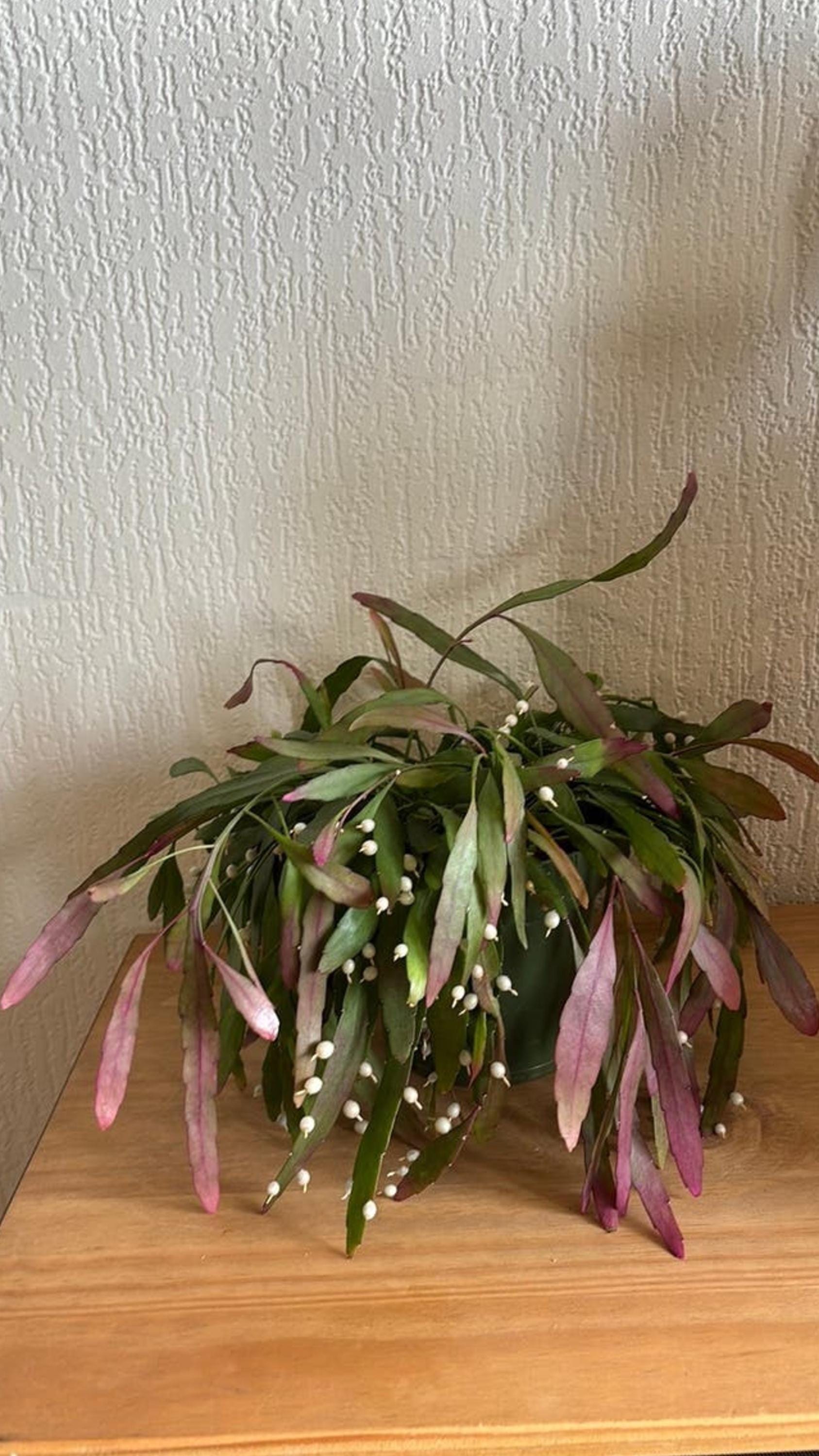 Rhipsalis Ramulosa Red Coral cutting