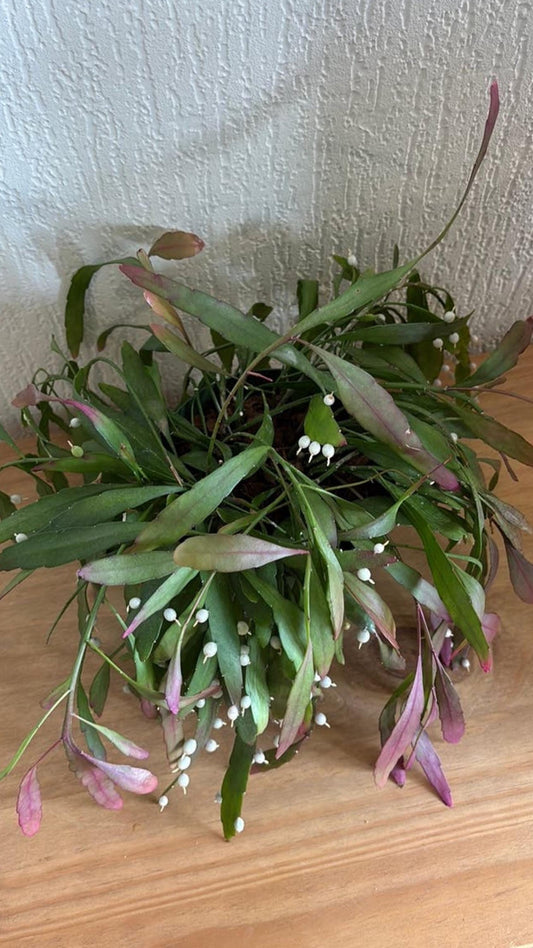 Rhipsalis Ramulosa Red Coral cutting