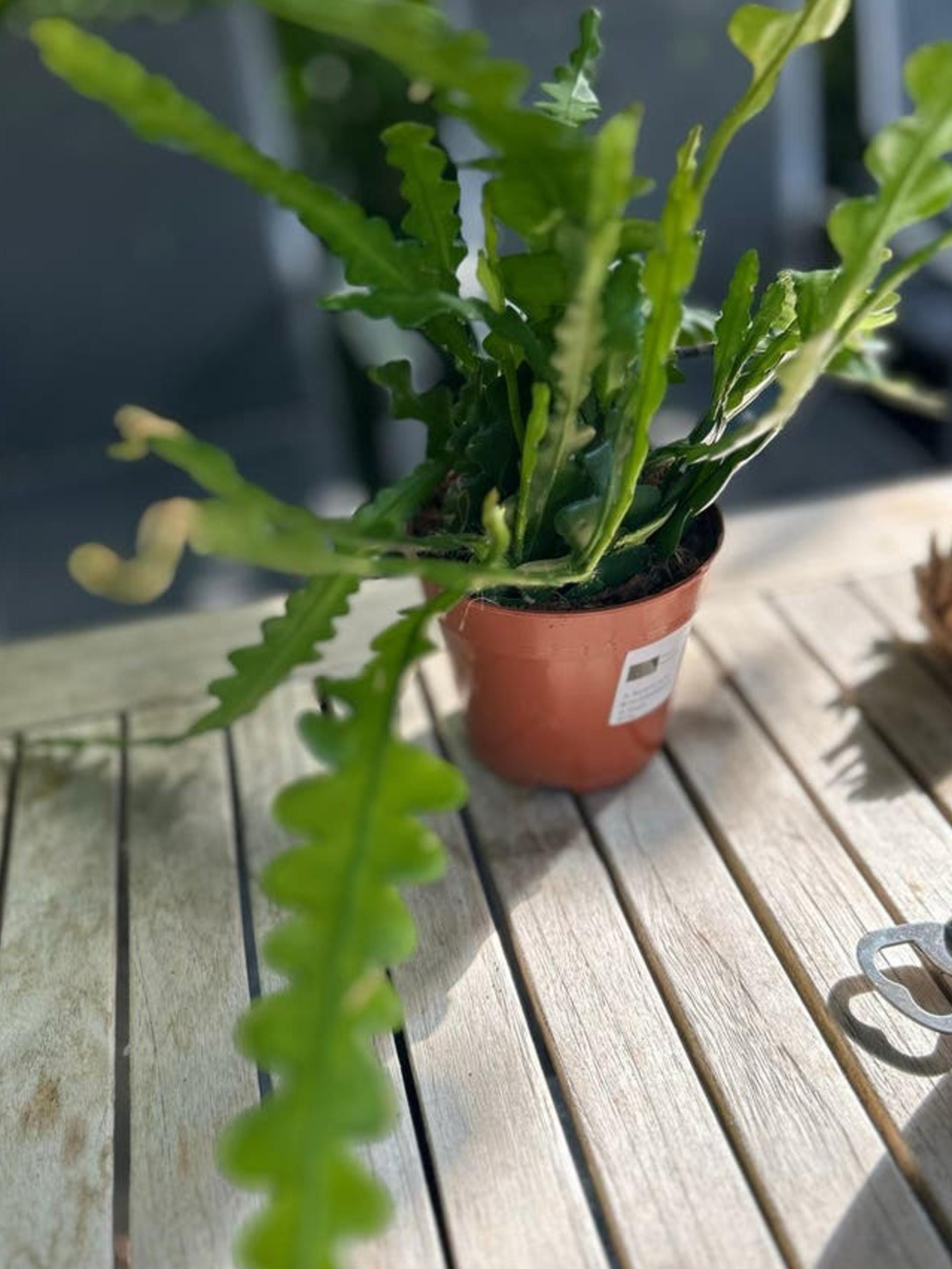 Epiphyllum Anguliger cutting