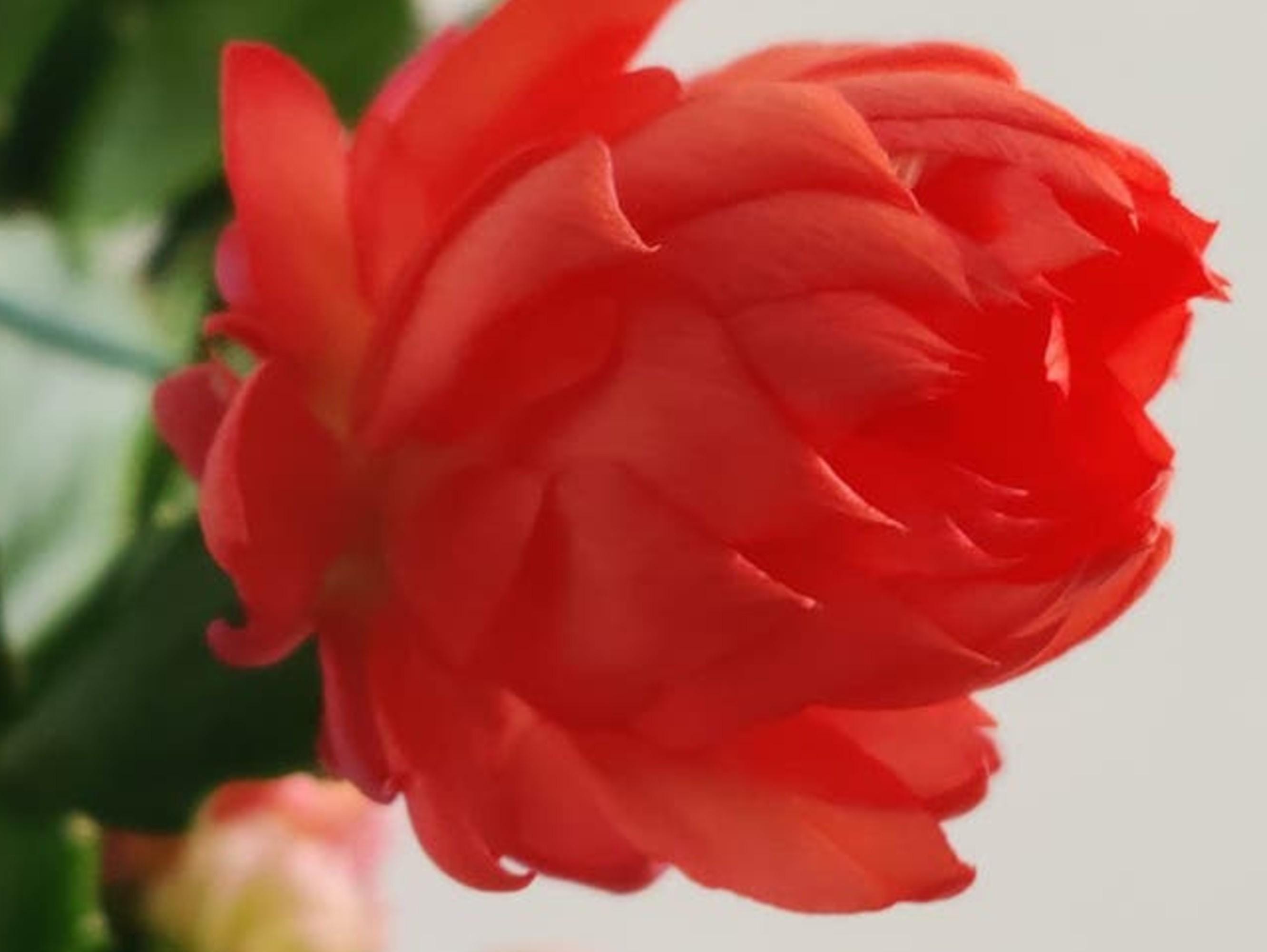 Schlumbergera Blood Moon Double cutting