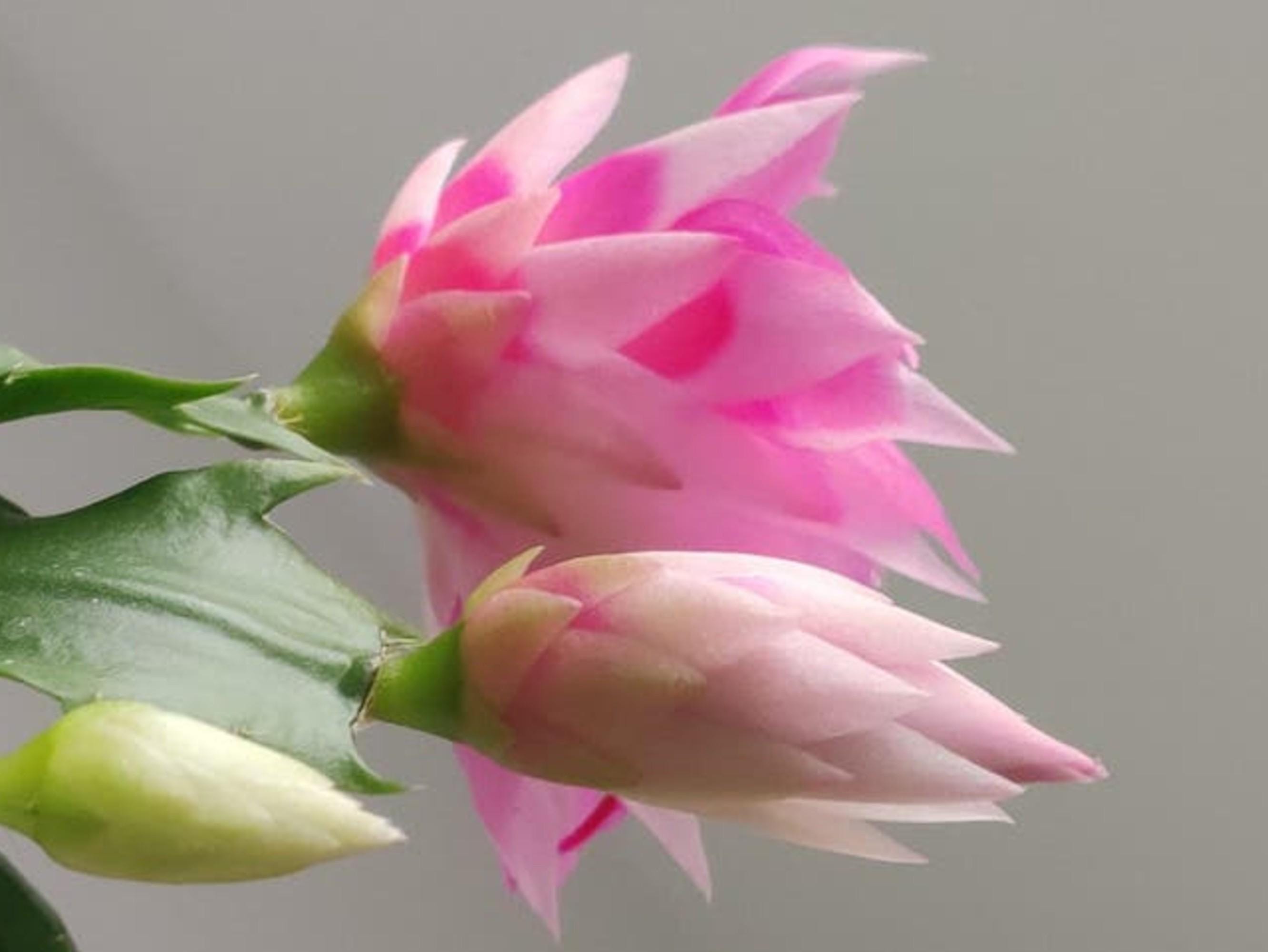 Schlumbergera Double Frosted cutting