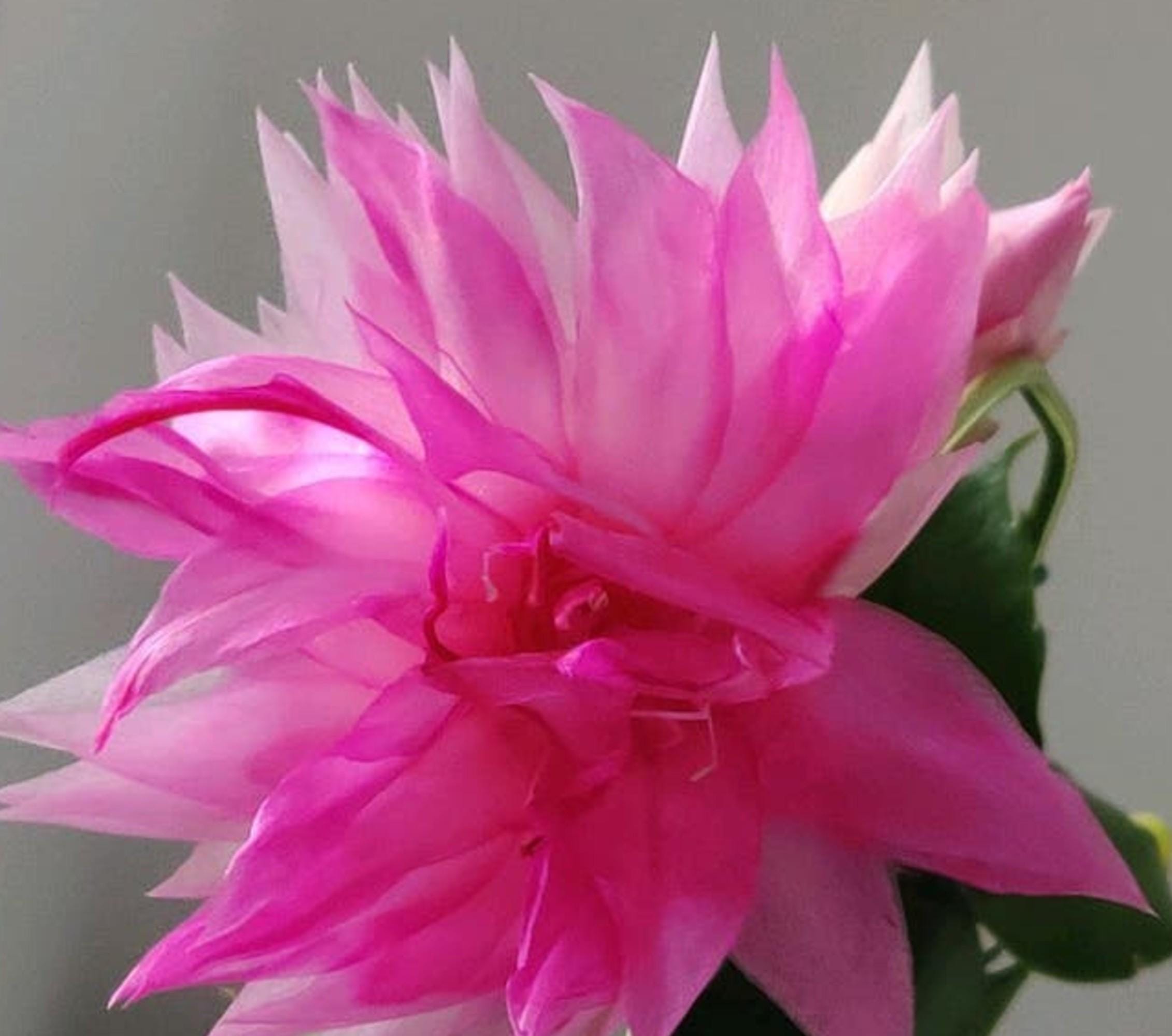 Schlumbergera Double Frosted cutting