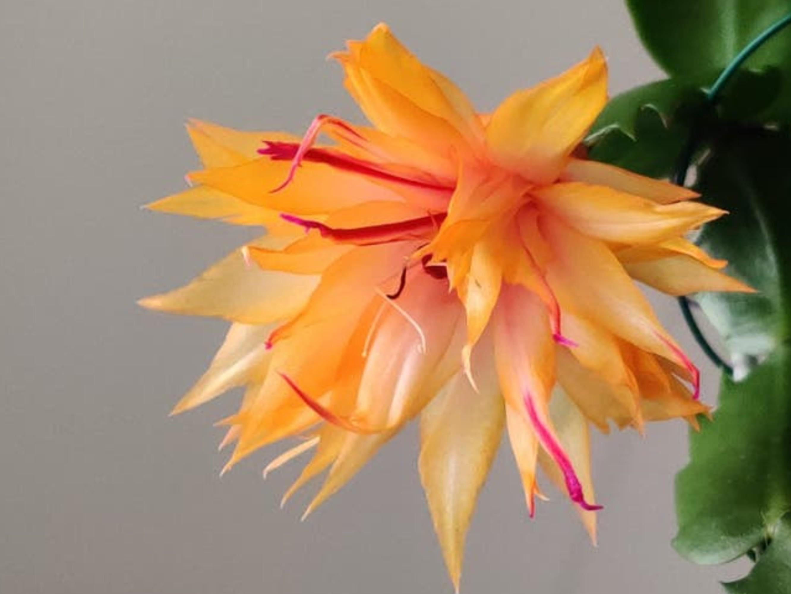 Schlumbergera Double Mango cutting
