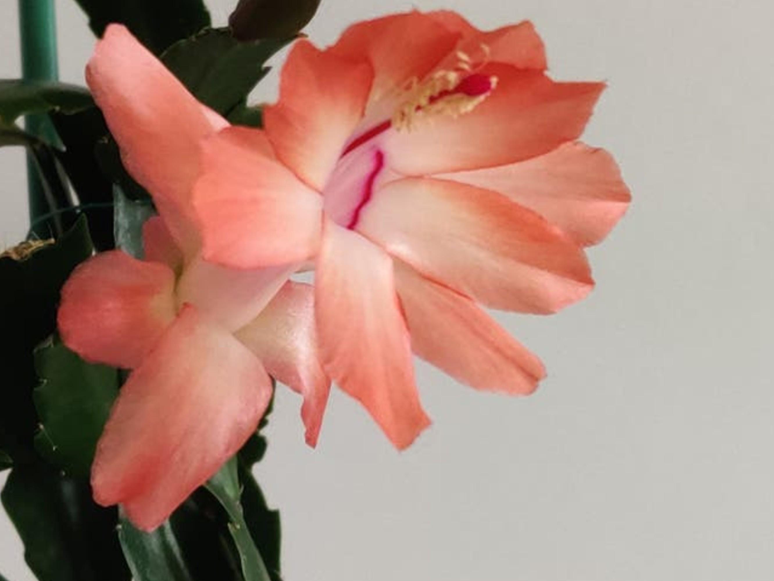Schlumbergera Dulcinea cutting