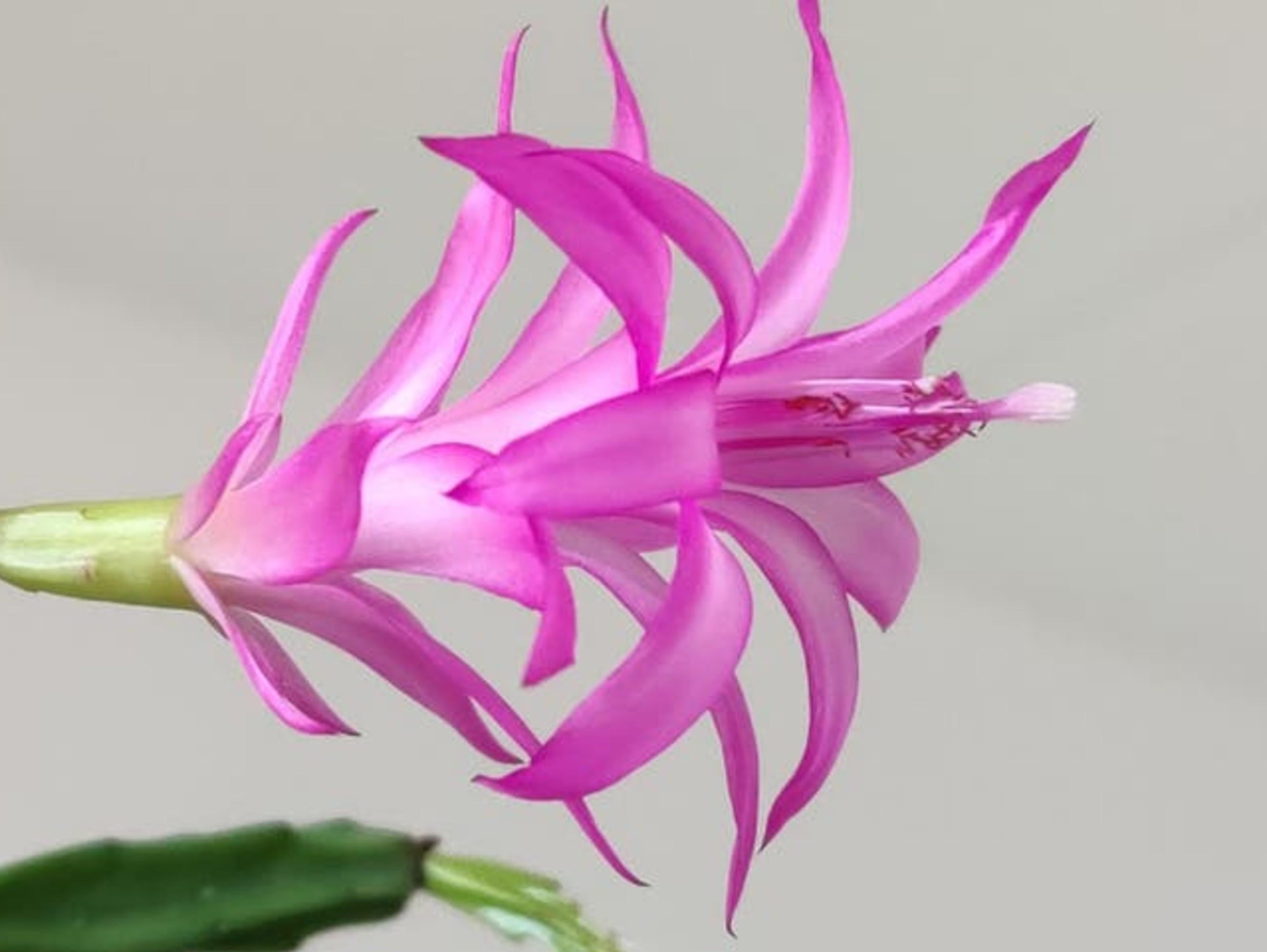 Schlumbergera Exotica cutting