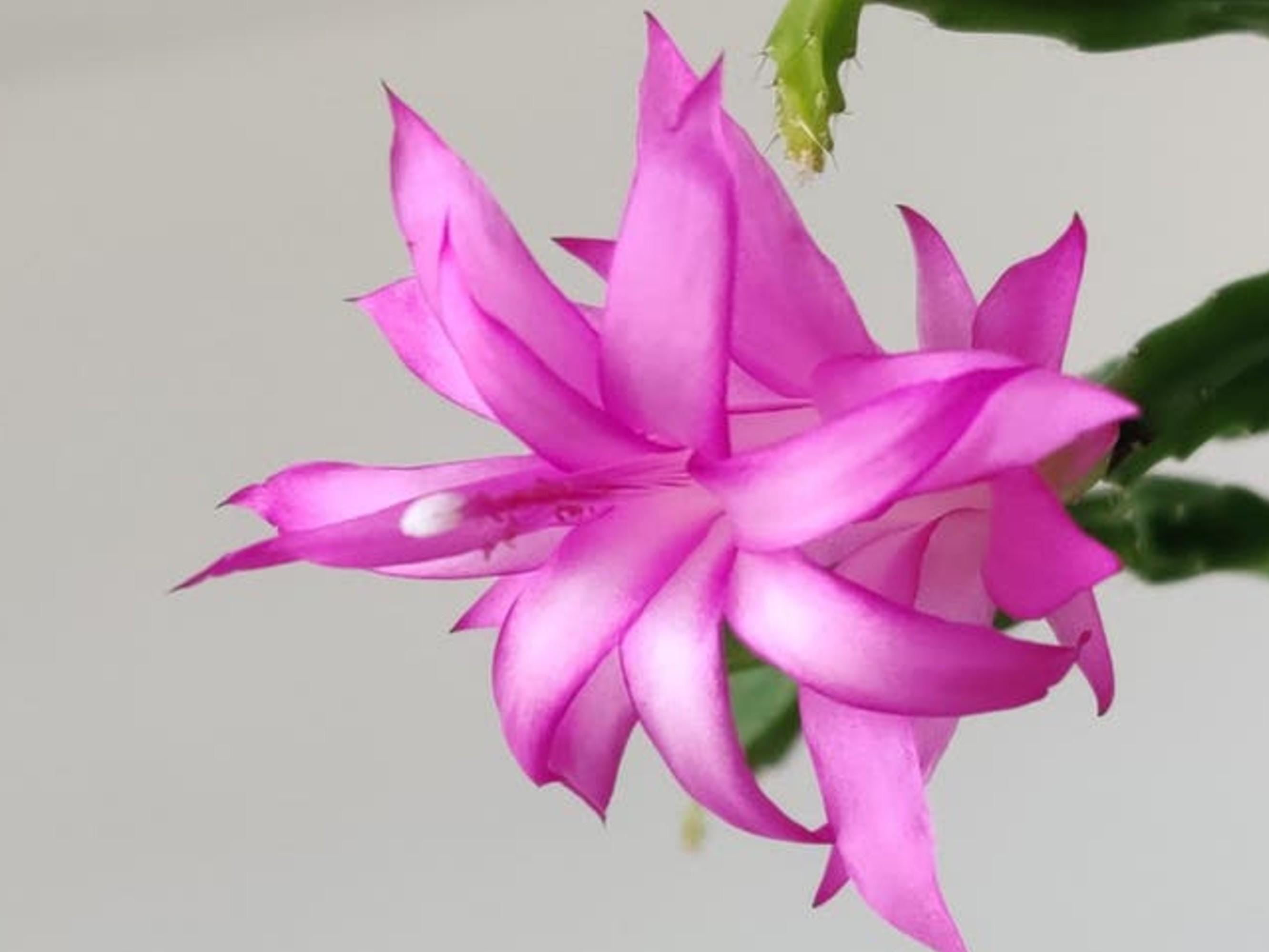 Schlumbergera Exotica cutting
