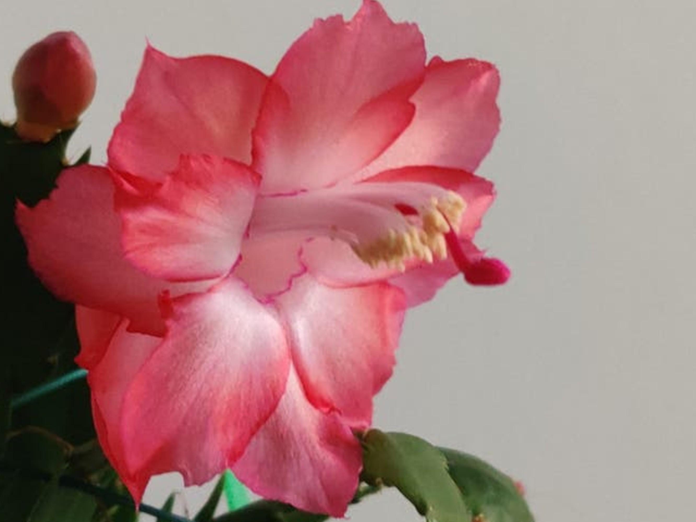 Schlumbergera Rosebud cutting
