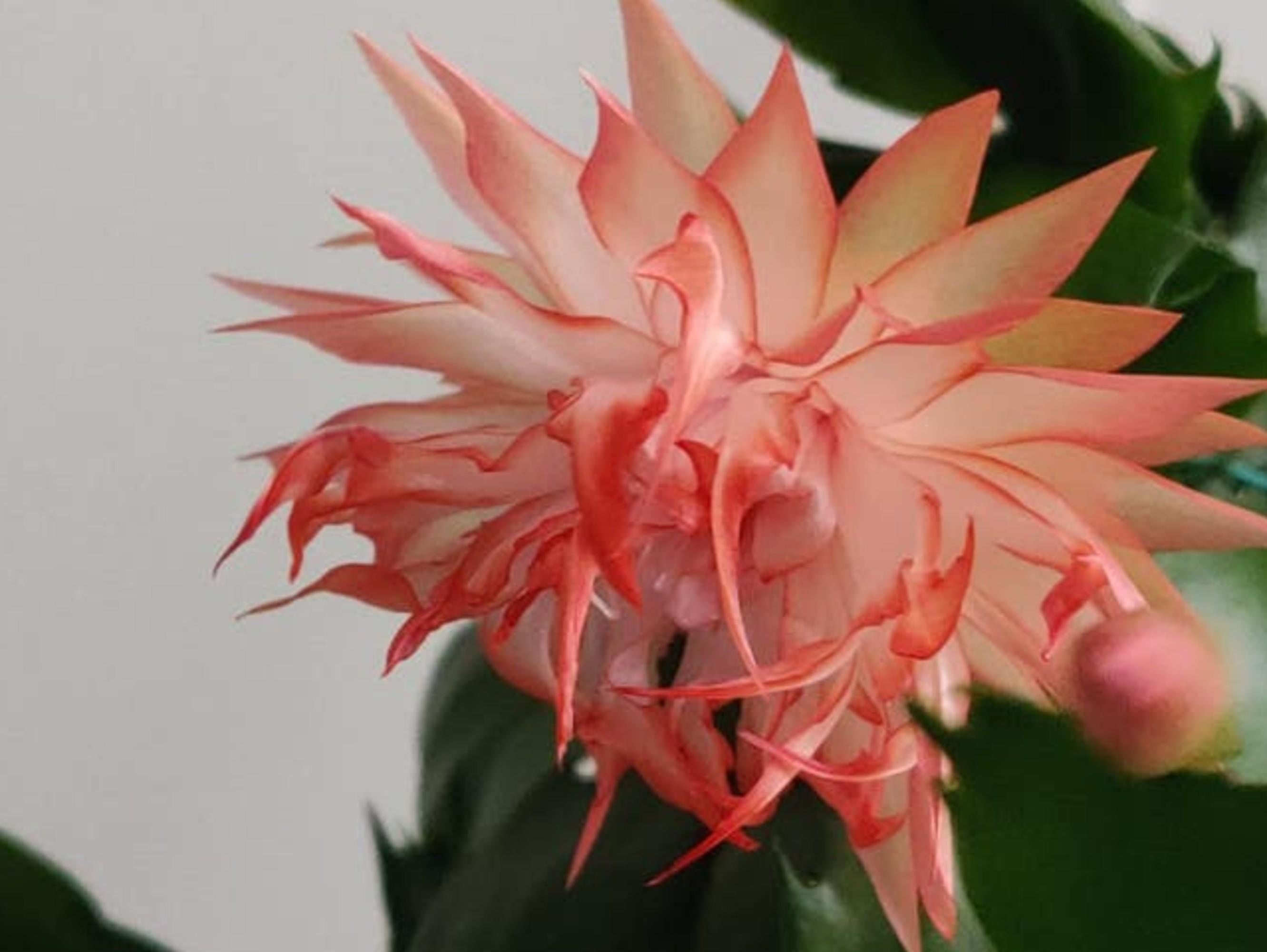 Schlumbergera Tropicana Jubilee cutting