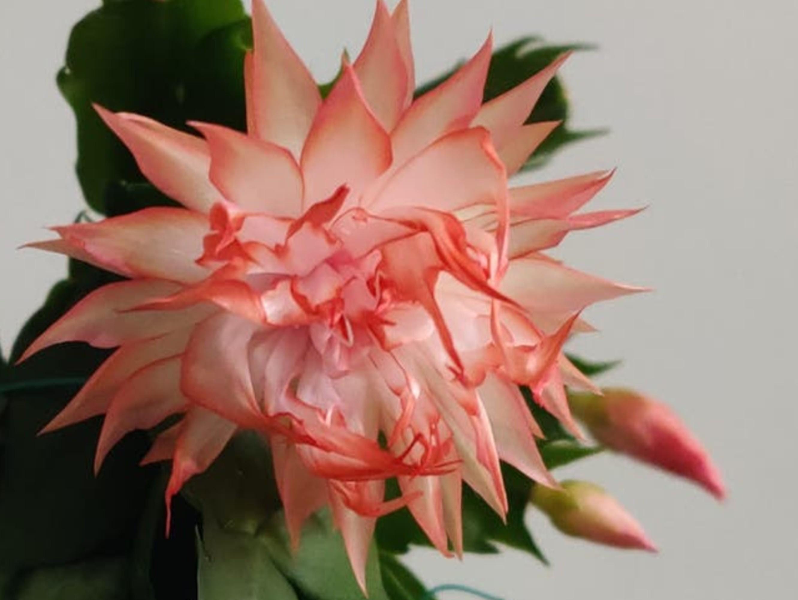 Schlumbergera Tropicana Jubilee cutting