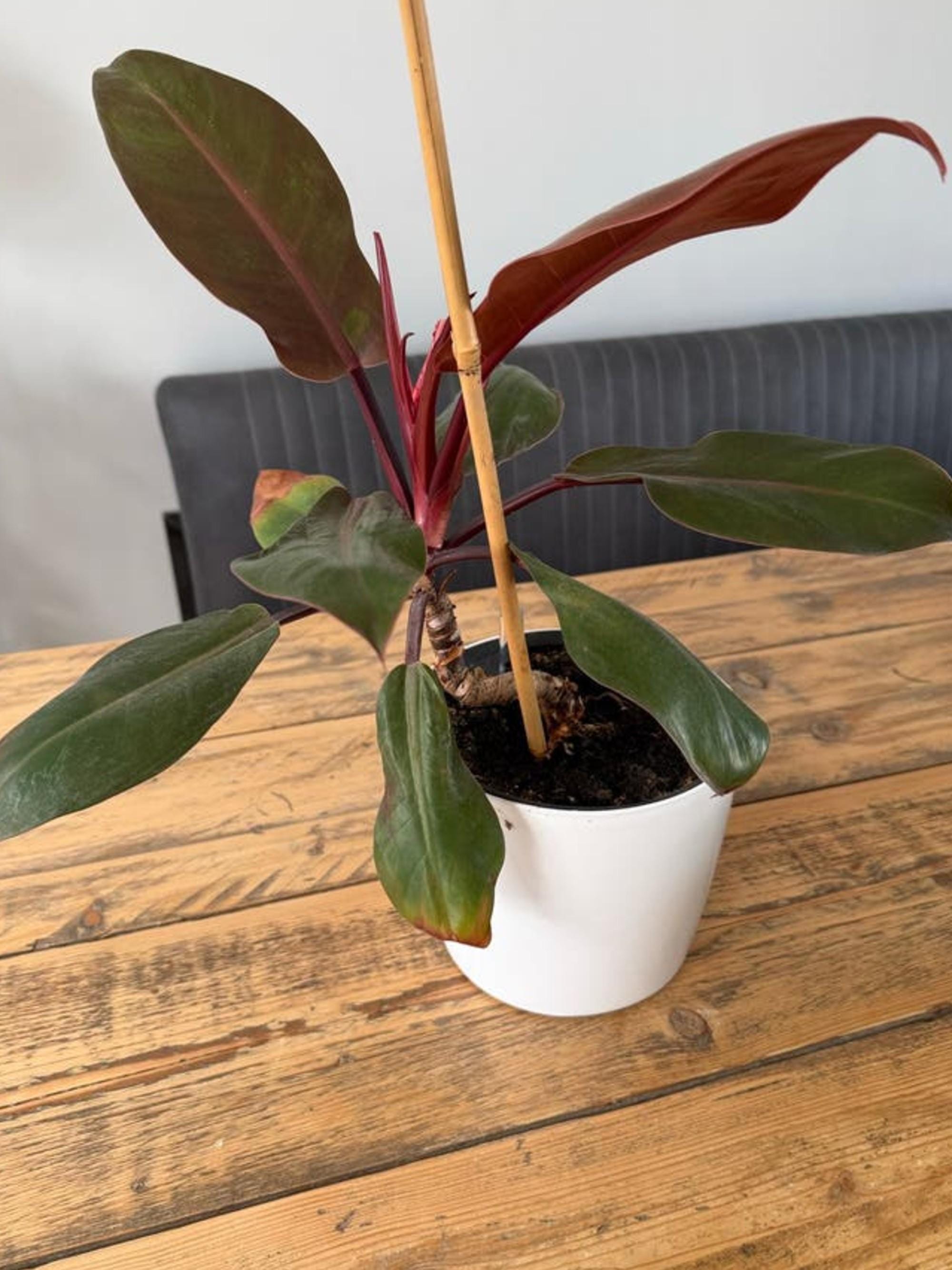 Philodendron Imperial Red cutting