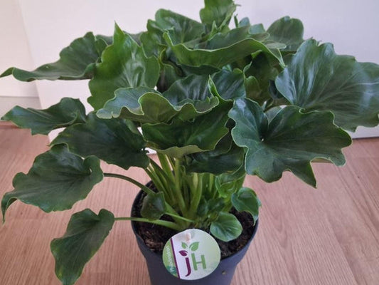 Philodendron Selloum cutting