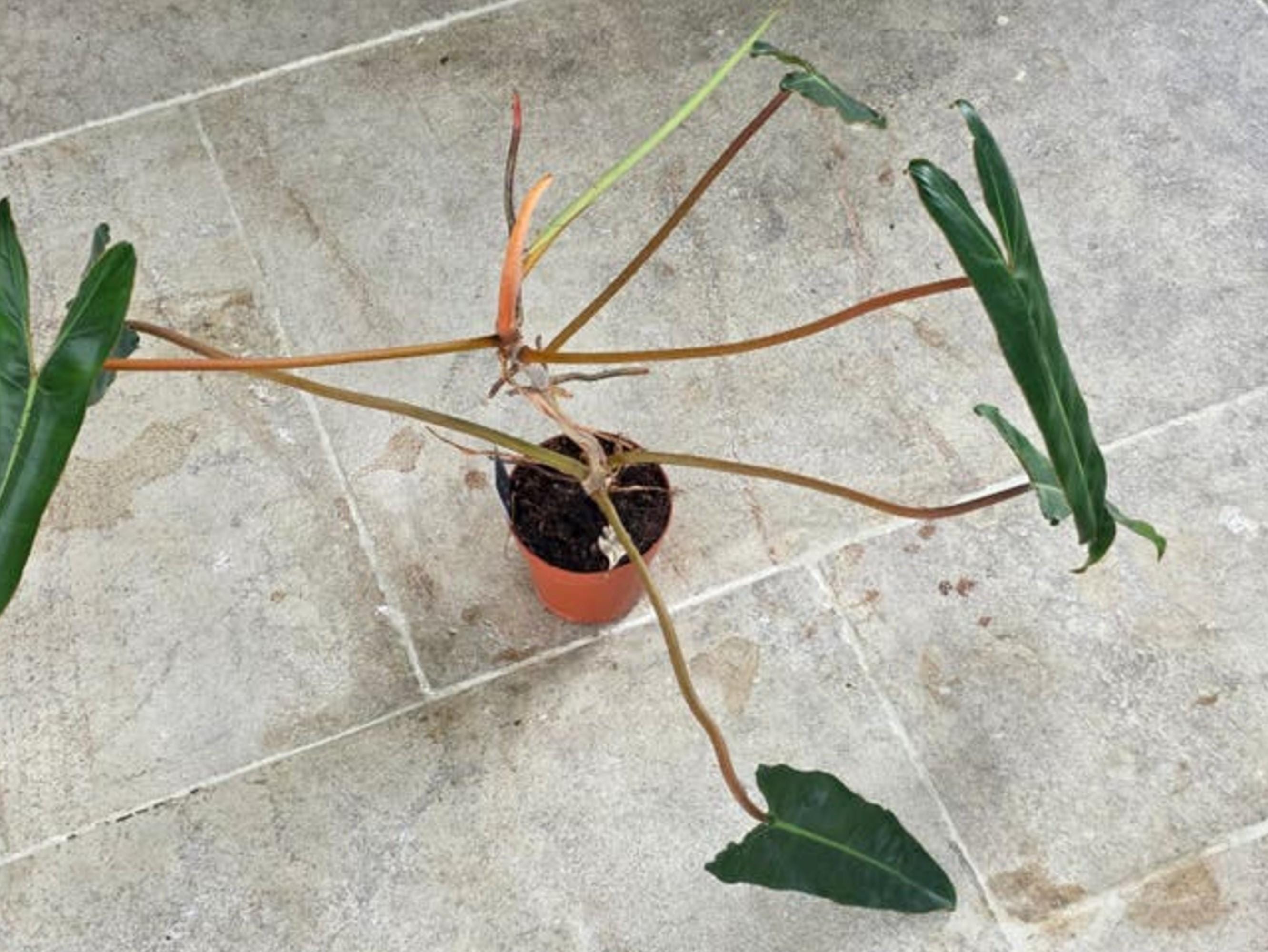 Philodendron Billietiae cutting