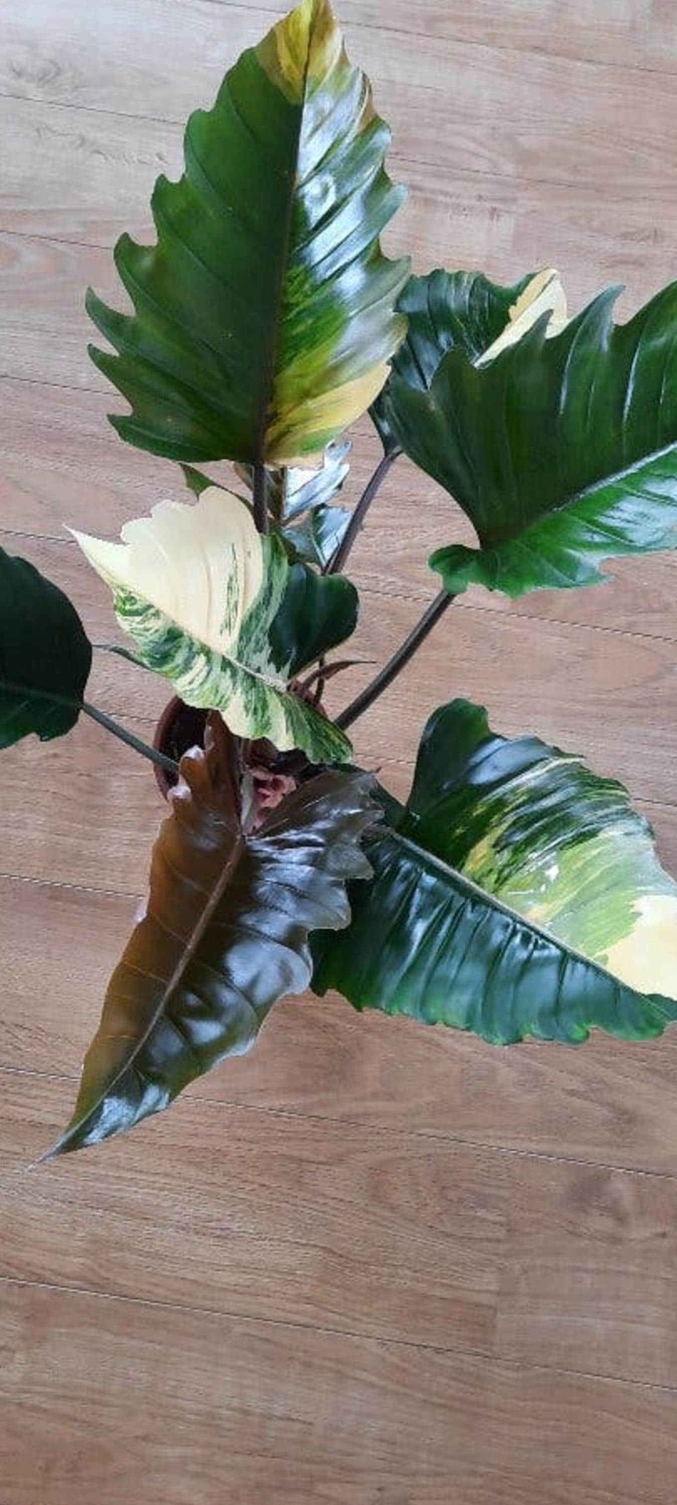 Philodendron Rojo Congo cutting