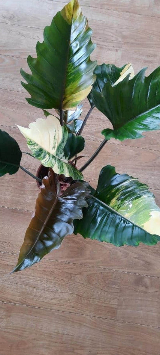 Philodendron Rojo Congo cutting