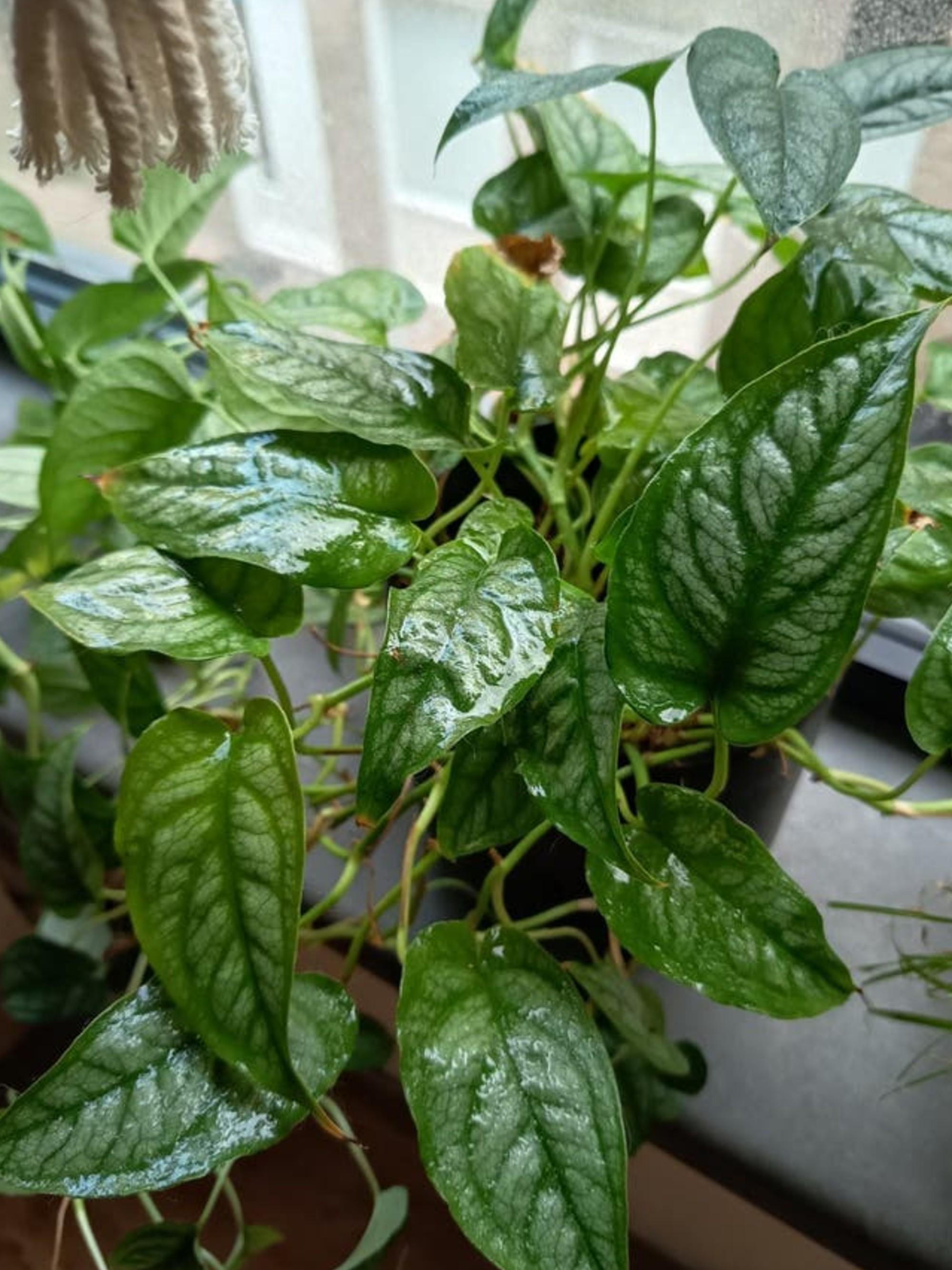 Monstera Siltepecana Cutting – photo 2