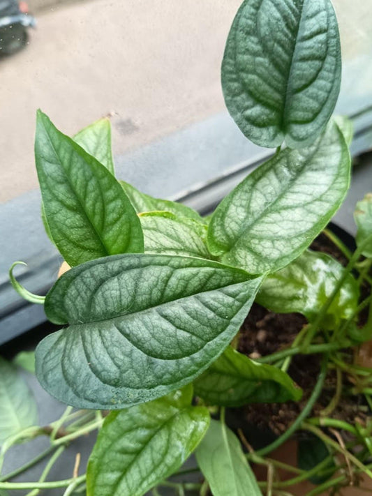 Monstera Siltepecana Cutting – rare plant for sale